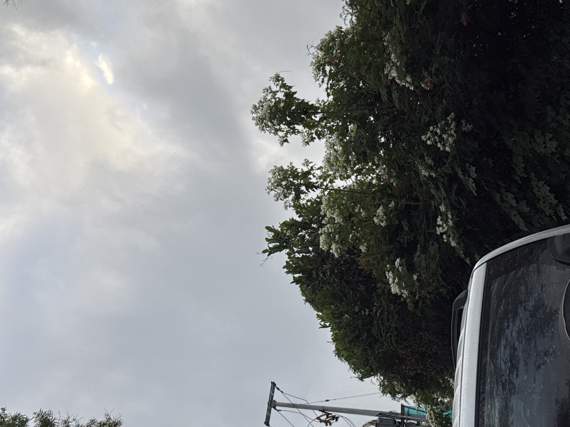 The image shows a cloudy sky over lush green trees and a vehicle. The trees are dense and have clusters of white flowers. A utility pole with wires is visible on the left side of the image. The vehicle, a silver SUV, is parked in the foreground, with its roof and rear window visible. The overall scene suggests an outdoor setting, possibly on a day with overcast weather. The location is specified as Kintamani, Indonesia, which is a highland area known for its volcanic landscapes and cooler climate. However, the provided image does not contain any specific visual cues that would definitively identify it as being in Kintamani. There are no people visible in the image, and no actions or interactions are depicted. The environment appears to be a roadside or park area, given the presence of both trees and a vehicle.