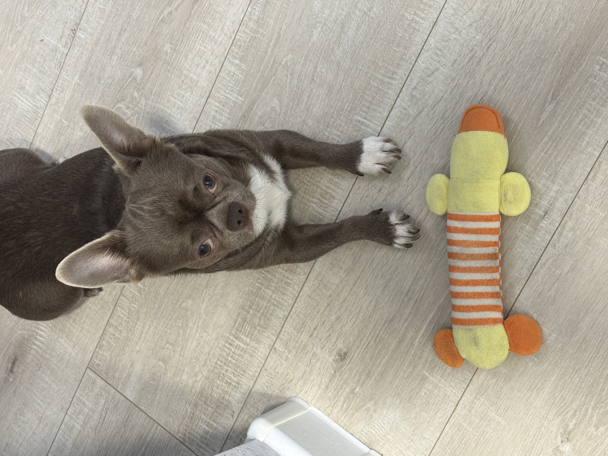 An overhead shot captures a small, grey-brown dog lying on a light wood-effect floor in Votkinsk, Russia. The dog, which appears to be a Chihuahua, has distinct white markings on its chest and paws. It is stretched out on its belly with its front paws extended forward, a pose sometimes referred to as "superman" or "frog dog," looking directly up towards the camera. The dog has large, upright ears and dark, curious eyes. To the right of the dog is a plush toy, elongated in shape, featuring a yellow body with orange stripes on its lower half, an orange tip, and orange fin-like protrusions on its sides. The scene depicts the dog at rest or in a playful posture indoors. There is no visible text in the image.