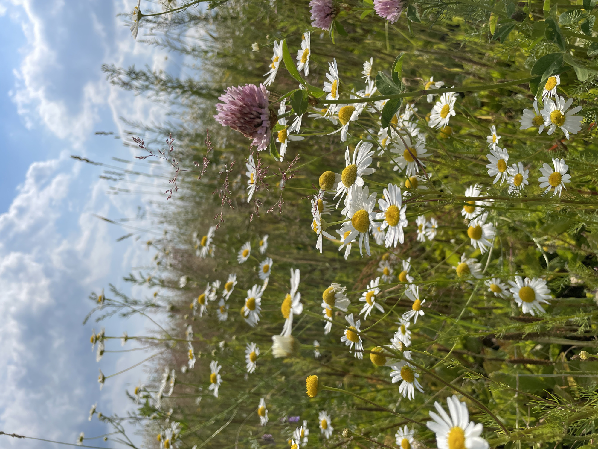 The image depicts a close-up view of a meadow filled with daisies and some clover flowers. The foreground is dominated by numerous white daisies with yellow centers, some in full bloom and others wilting. There are also a few pink clover flowers visible, one prominently in the center-right of the image. The background consists of tall grasses and other wildflowers, creating a natural, uncultivated landscape. The sky above is blue with scattered white clouds, suggesting a daytime scene, likely during the warmer months. The overall impression is one of a peaceful, natural setting. The location provided, Сям-Можга, Russia, suggests this meadow is situated in a rural or semi-rural area. There are no people, animals, or man-made structures visible in the image.