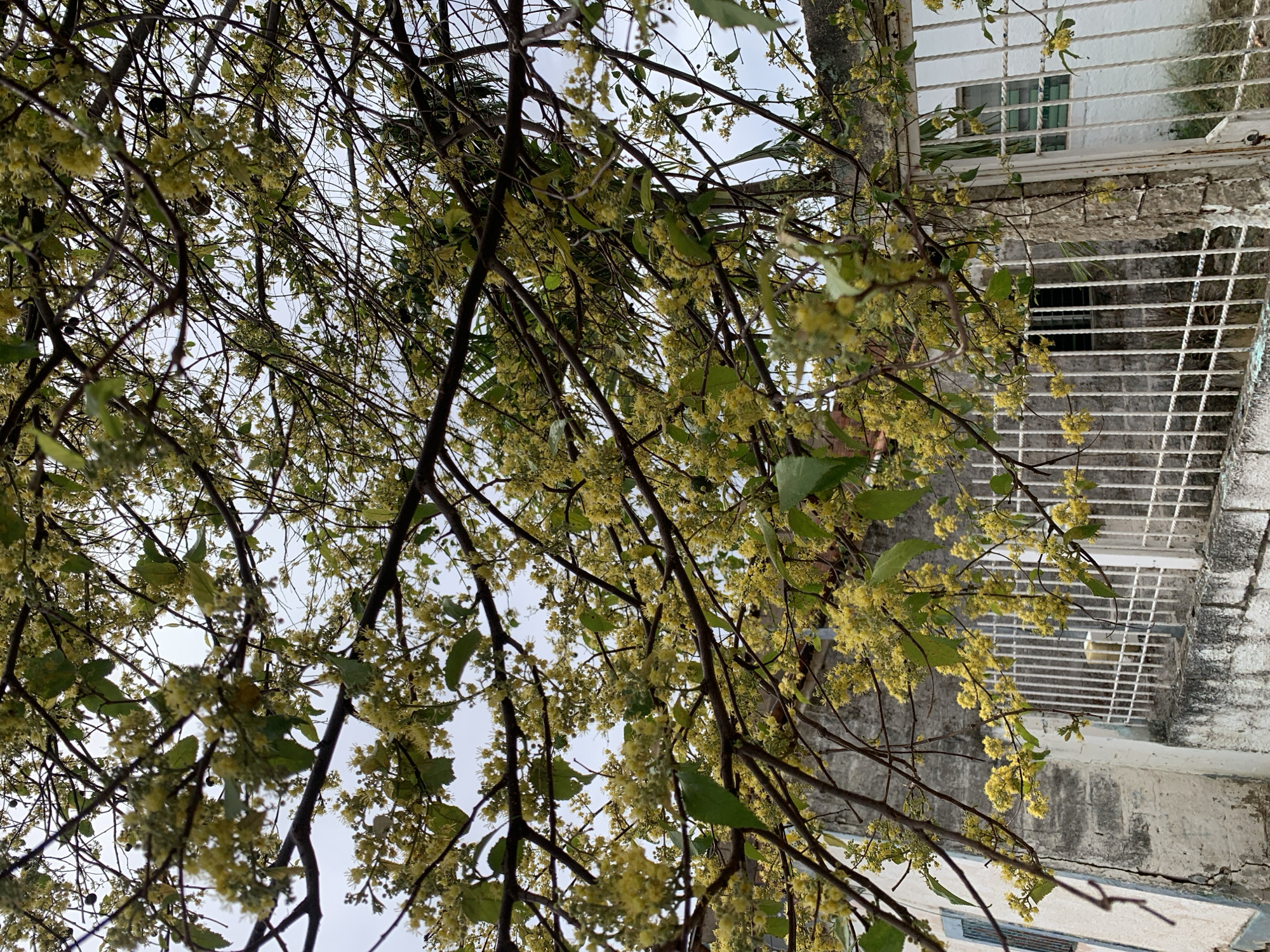 A dense canopy of a tree laden with numerous small, pale yellow flowers and scattered green leaves dominates the upper two-thirds of the frame, viewed from below. Slender, dark branches crisscross the composition, partially obscuring a bright, overcast sky. Below the foliage, sections of weathered urban architecture are visible. On the left, a light-colored building or wall exhibits cracks and discoloration, with a hint of a blue shutter or window frame. A white metal picket fence or gate, showing signs of aging, runs along the top of a low, textured wall. Towards the right, another section of a wall, possibly a different structure, with a dark rectangular window opening is visible behind a similar white metal fence or gate. The scene is static, devoid of people, and set in an urban environment in the city of Santa Ana, Venezuela.