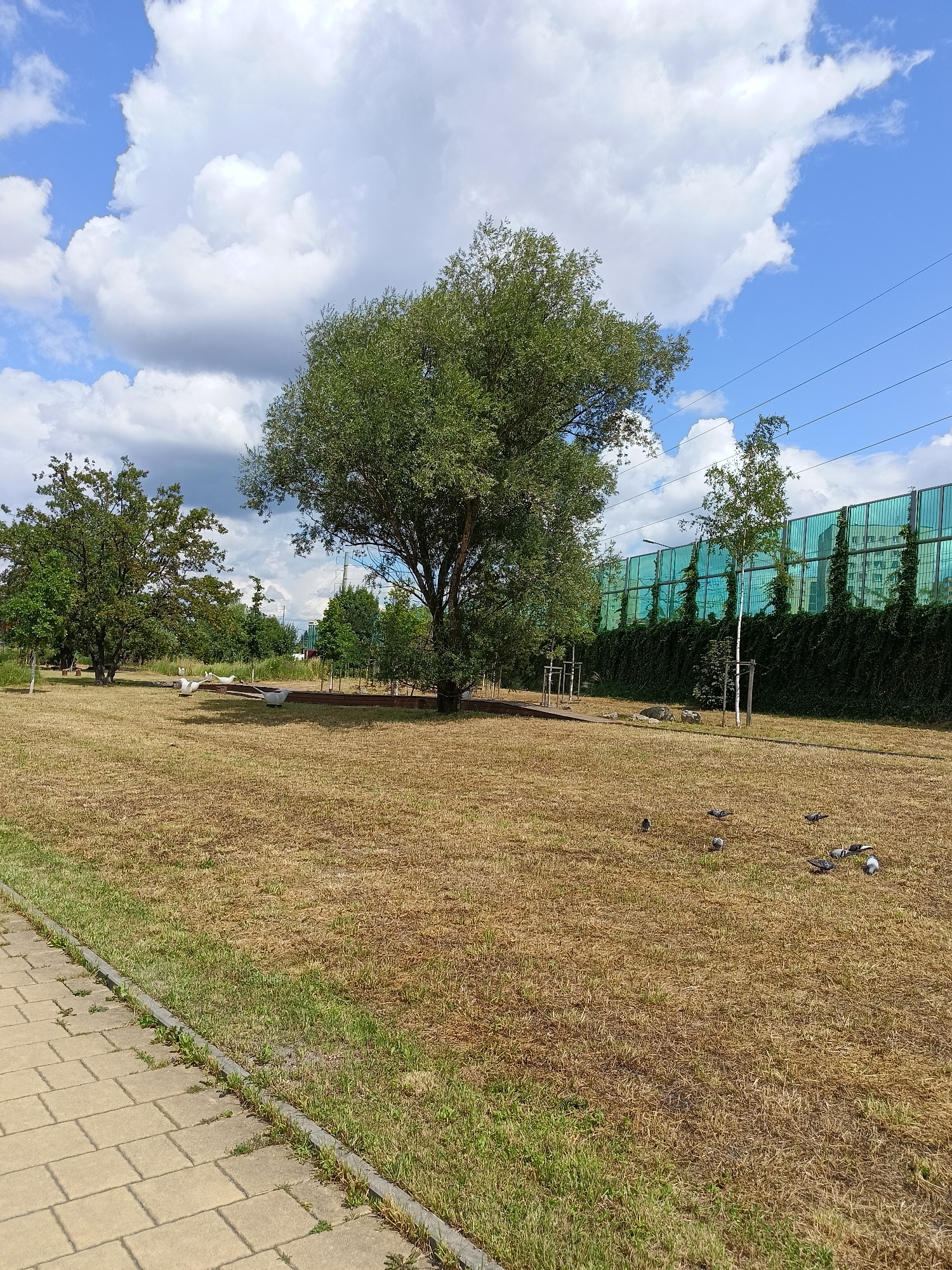 A park scene on a sunny day with scattered clouds features a paved walkway on the left, bordered by dry, yellowed grass. A large deciduous tree with dense green foliage is centrally located in the mid-ground, with a smaller, thinner tree to its right. Several white, goose-shaped sculptures are arranged in the grassy area to the left of the central tree. In the background, a tall, green, sound-barrier fence covered in ivy runs horizontally, with a building visible behind it. A scattering of pigeons are present on the grass in the mid-ground and right side of the image. The sky is blue with a mix of white and gray clouds. This image was taken in Krakow, Poland.