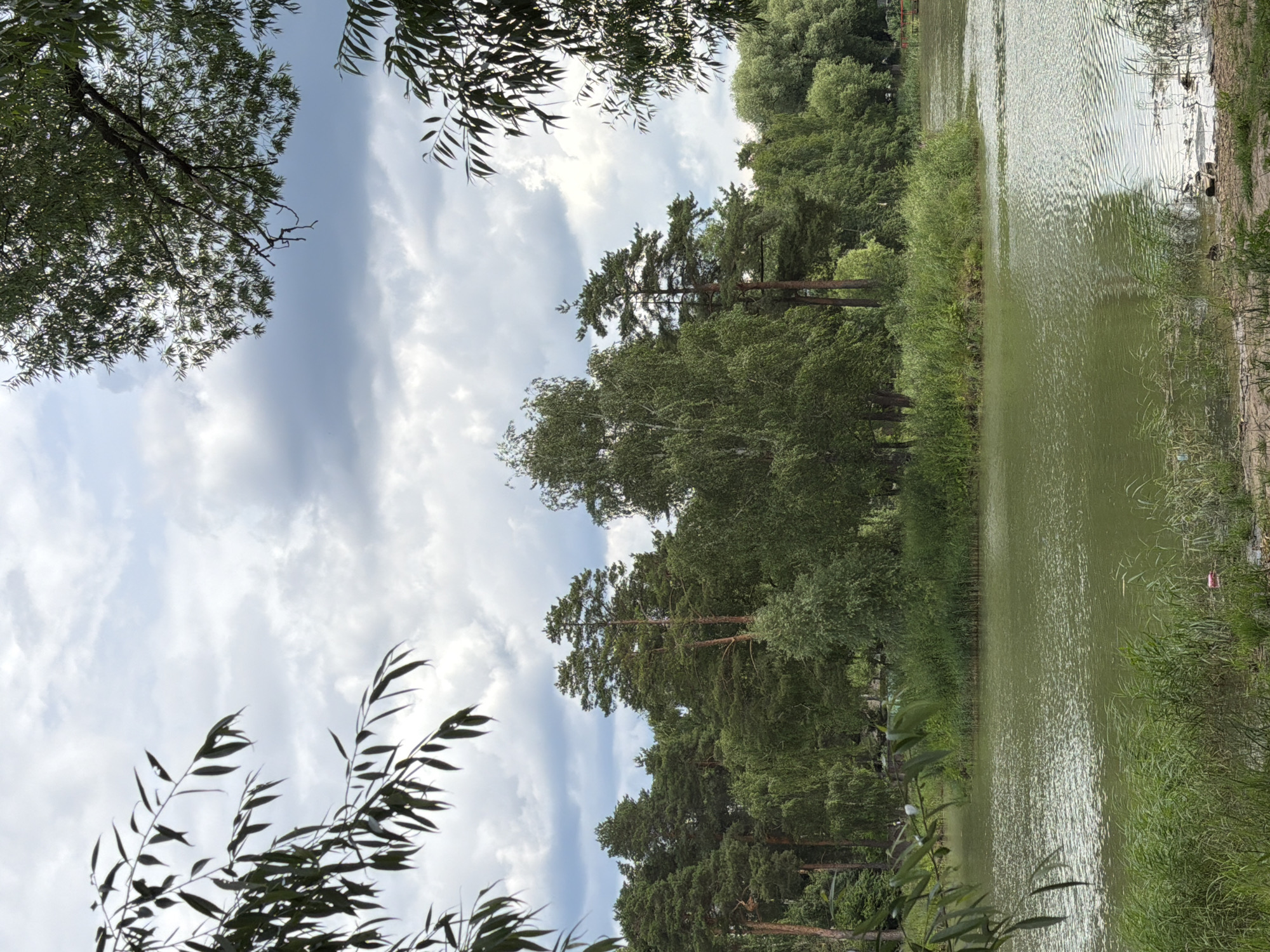 The image depicts a natural landscape with a body of water, likely a lake or pond, in the foreground. The water is a muted green color and exhibits ripples, suggesting a gentle breeze. Dense vegetation, including tall grasses and reeds, lines the immediate edge of the water.
In the middle ground, a small, densely vegetated island or peninsula juts out into the water, covered in lush green foliage. Behind this, a thick forest of diverse trees, including tall pines and lighter-barked deciduous trees, forms a natural backdrop. The trees appear healthy and create a dense canopy.
The sky above is overcast with dramatic, heavy gray clouds, indicating a likely change in weather or a generally cloudy day. The overall impression is one of a serene, natural environment, possibly a park or nature reserve within or near a populated area.
The location is identified as the city of Bykovo, Russia. While no specific landmarks are visible to pinpoint an exact location within Bykovo, the scene is consistent with the natural features found in such suburban or rural Russian settings. There are no visible people or animals in the immediate foreground or middle ground, though the context of a park could imply their presence at other times. The image captures a moment of tranquility in a wooded, waterside environment under a cloudy sky.