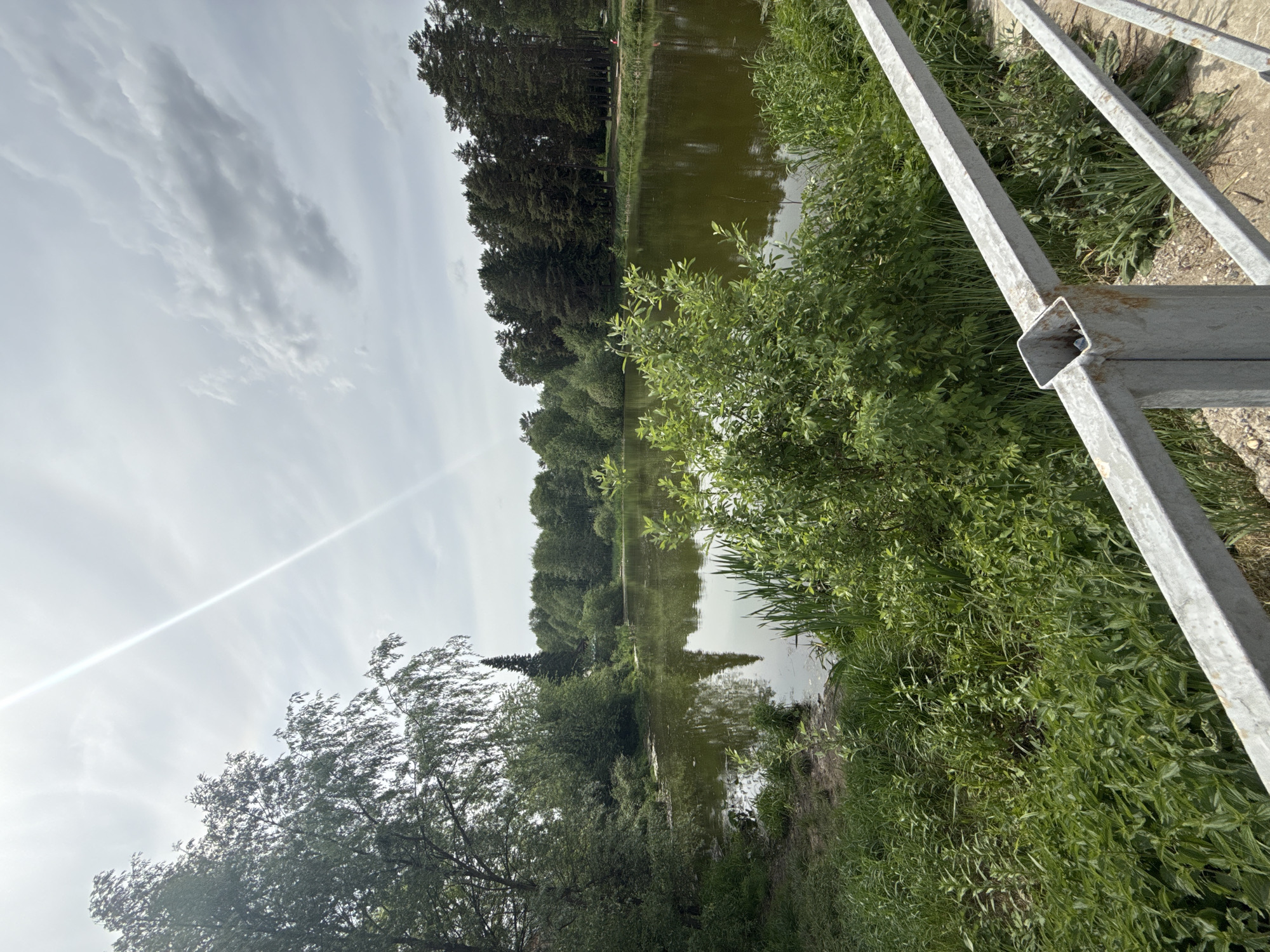 The image depicts a tranquil waterscape, likely a lake or pond, situated in Chaikovsky, Russia. A metallic railing is prominently visible in the foreground, partially obstructing the view. Lush green vegetation, including bushes and grass, lines the water's edge, suggesting a natural or semi-natural environment. Across the water, a dense line of trees forms a barrier, possibly marking the edge of a forest or park. The sky is overcast with scattered clouds. Light appears to be reflecting off the water's surface, creating a shimmering effect. There are no visible people in the image.