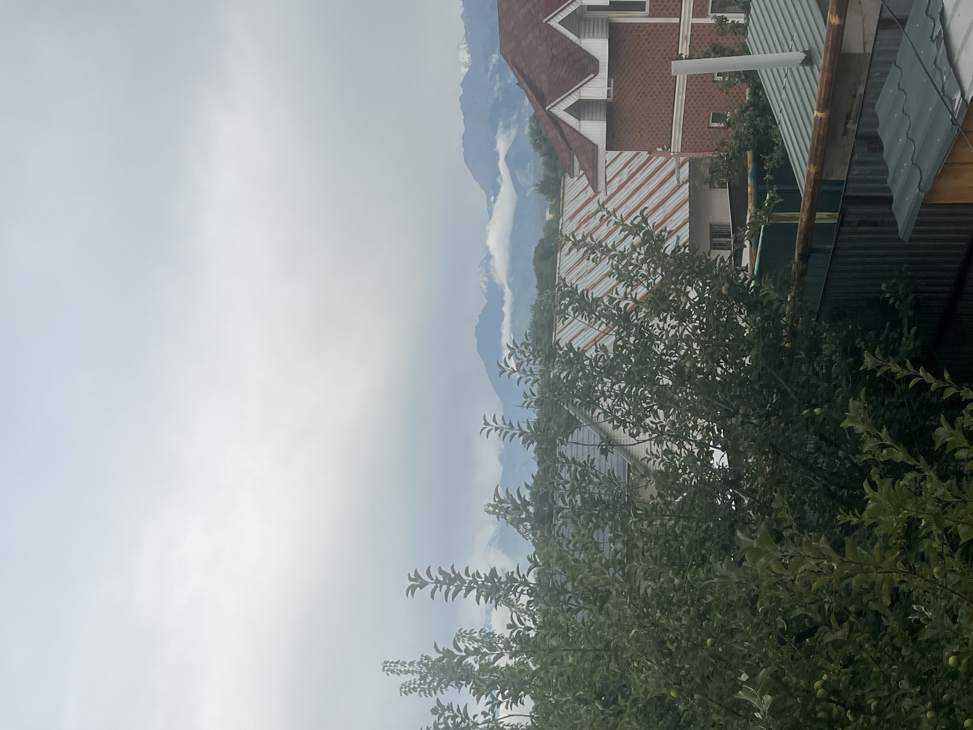 The image captures a panoramic view of a suburban area in Qaskeleñ, Kazakhstan, with a backdrop of majestic mountains. In the foreground, lush green trees with visible fruit, likely apples, dominate the scene, partially obscuring houses with red and metal roofs. The houses themselves exhibit typical suburban architecture, with some featuring brick facades and pitched roofs with dormer windows. A green metal fence runs horizontally across the mid-ground, separating different properties. In the distance, the rugged, snow-capped peaks of the Tian Shan mountains emerge from a layer of soft, white clouds, creating a striking contrast between the built environment and the natural landscape. The sky is overcast, casting a diffused light over the entire scene, suggesting a cool, possibly damp, day. No people are visible in the image.