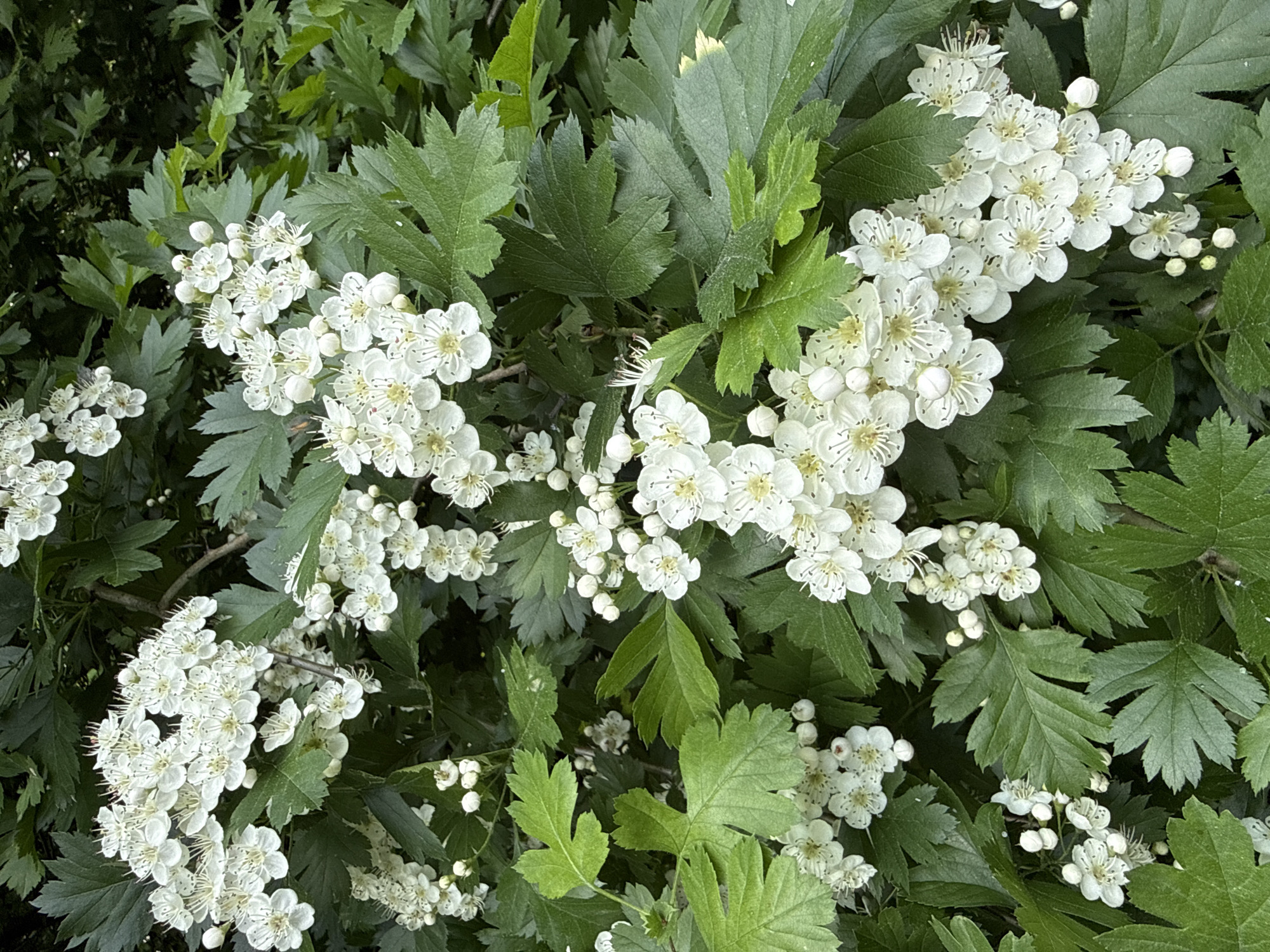 This image displays a dense cluster of white flowers and green leaves, characteristic of a flowering shrub or tree, situated in the city of Saint Petersburg, Russia. The individual flowers are small, with five distinct white petals arranged radially around a prominent central group of numerous light yellow stamens. Many flowers are fully open, while others appear as small, spherical white buds. These flowers are grouped in corymbs, distributed throughout the foliage. The leaves are deep green, deeply lobed, and possess serrated edges, varying in size and orientation. The background consists of additional green foliage, appearing slightly out of focus. The scene is illuminated by soft, even daylight, suggesting an outdoor environment. No people or animals are visible.