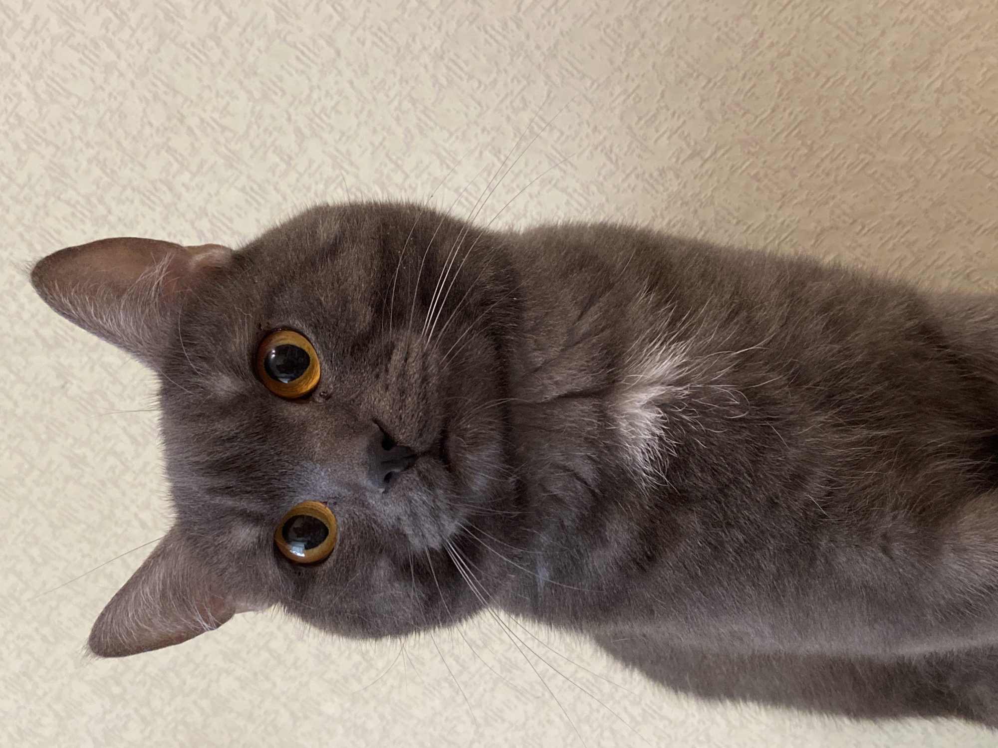 A gray cat with amber eyes is lying on a beige surface. The cat is positioned at an angle, with its head tilted towards the lower left corner of the frame. The background appears to be a wall with a textured pattern. The cat's fur is short and dense, with some white hairs visible on its chest. The location is not evident from the image.