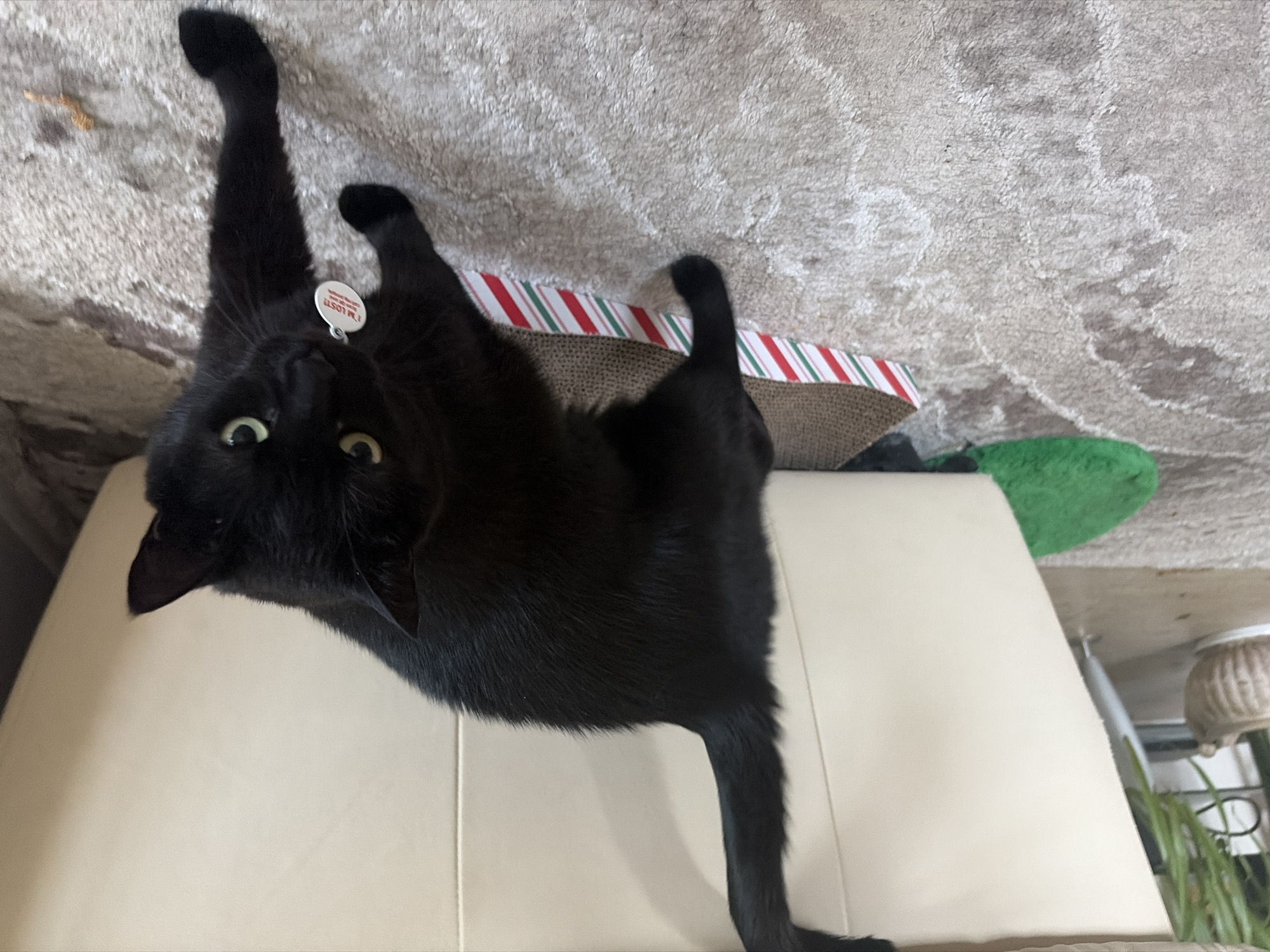 An all-black cat with bright green eyes stands on a textured cream-colored carpet. The cat is wearing a white circular tag around its neck that reads "I'M LOST." In the background, a portion of a large cream-colored piece of furniture is visible, and to the left, a green, fuzzy object and a potted plant are present. A cardboard scratching post with red and green stripes lies on the carpet near the cat. The environment appears to be indoors, likely a home.