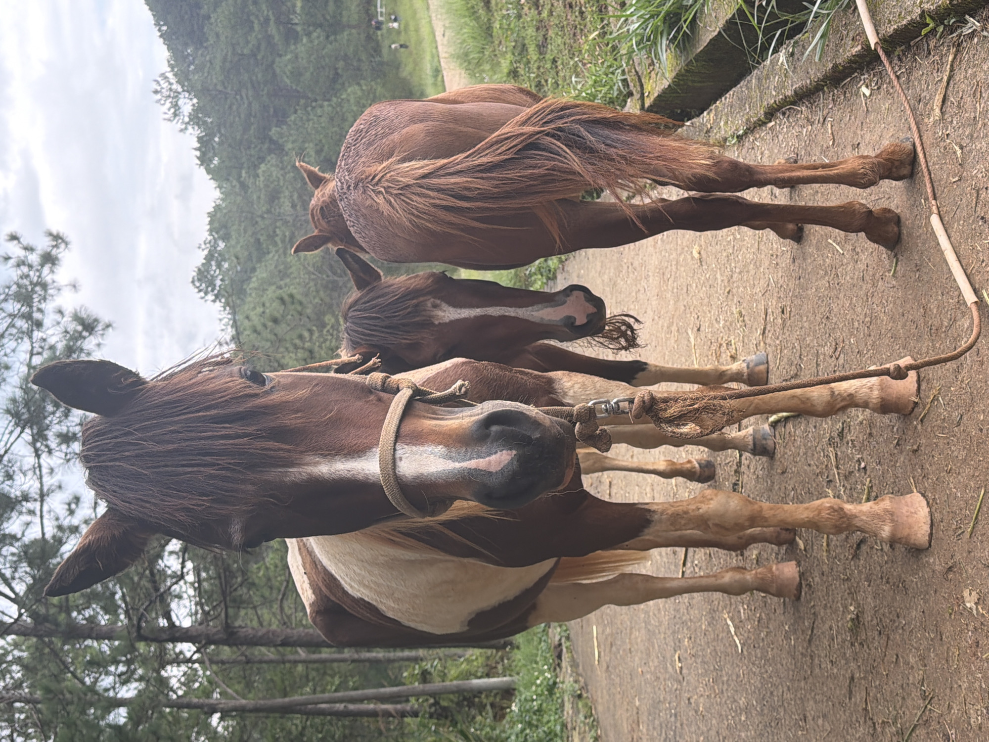 Three horses stand on a dirt path lined with grass. The horse in the foreground, on the left, is a brown and white pinto with a rope halter. A brown horse is positioned behind and to the right of the pinto, facing away from the camera. A third brown horse is to the right of the pinto, its head is turned to the side and partially obscured by the pinto. The background features a forest of pine trees and a cloudy sky. The scene appears to be in the vicinity of Pine Hill, Da Lat, Vietnam, a location known for its picturesque pine forests and mountainous terrain, often frequented by tourists for horse riding activities.