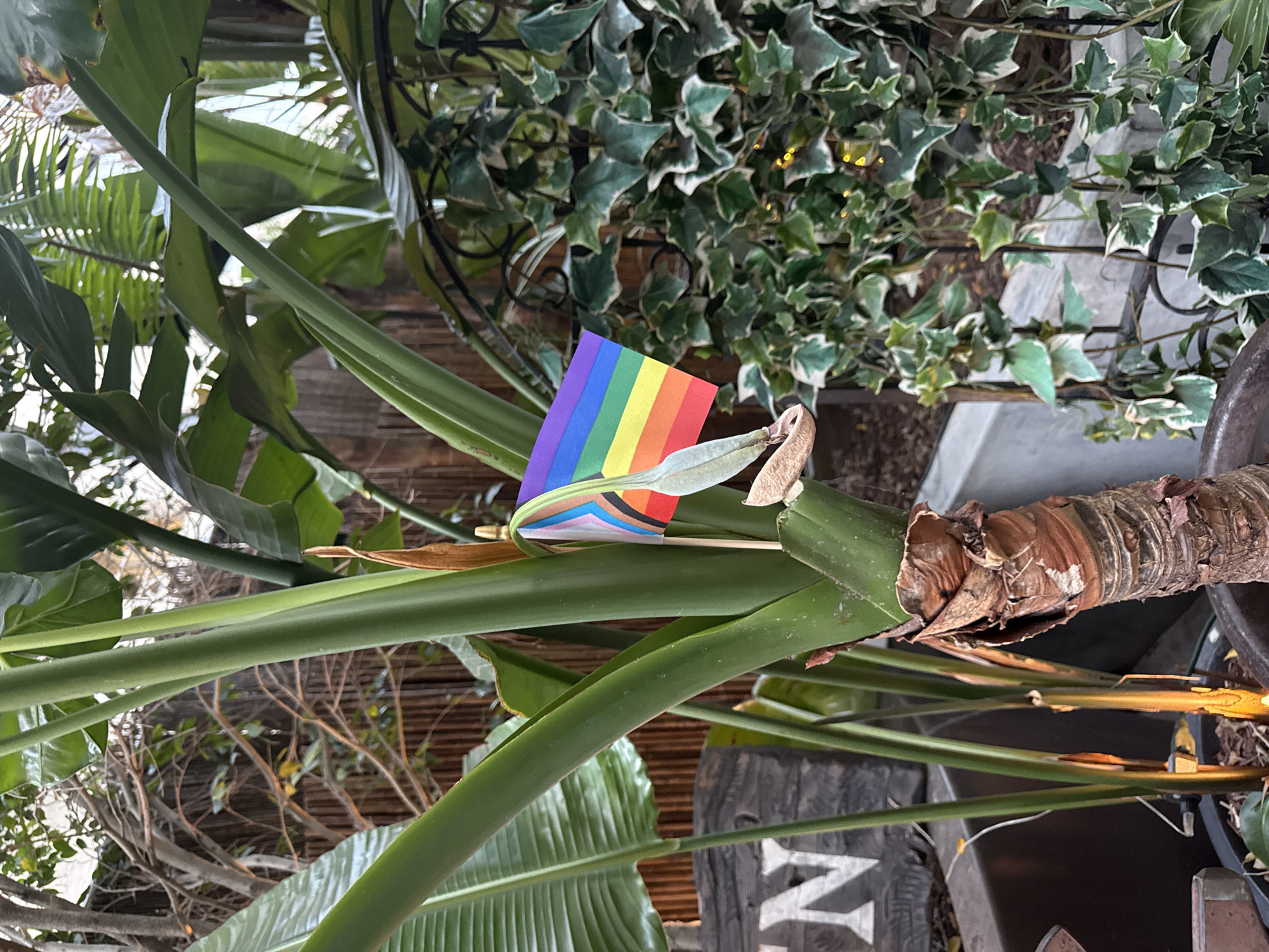 A close-up, eye-level, outdoor shot shows a rainbow flag with a Philadelphia pride flag overlay on a stick inserted into a thick, brown-barked plant stem. The flag is colorful, displaying the traditional rainbow colors of red, orange, yellow, green, blue, and purple, with the addition of black, brown, light blue, pink, and white stripes from the Philadelphia variant. Behind the plant, a wooden fence is visible, along with large green leaves of the plant, a dark-colored metal grate, and ivy with variegated green and white leaves. In the lower-left corner, the white letter "N" is visible on a dark, wooden object, possibly part of a sign. Small yellow fairy lights are subtly illuminated within the ivy and on the ground in the background. The lighting suggests it might be dusk or an overcast day. The scene appears to be a decorative outdoor space.