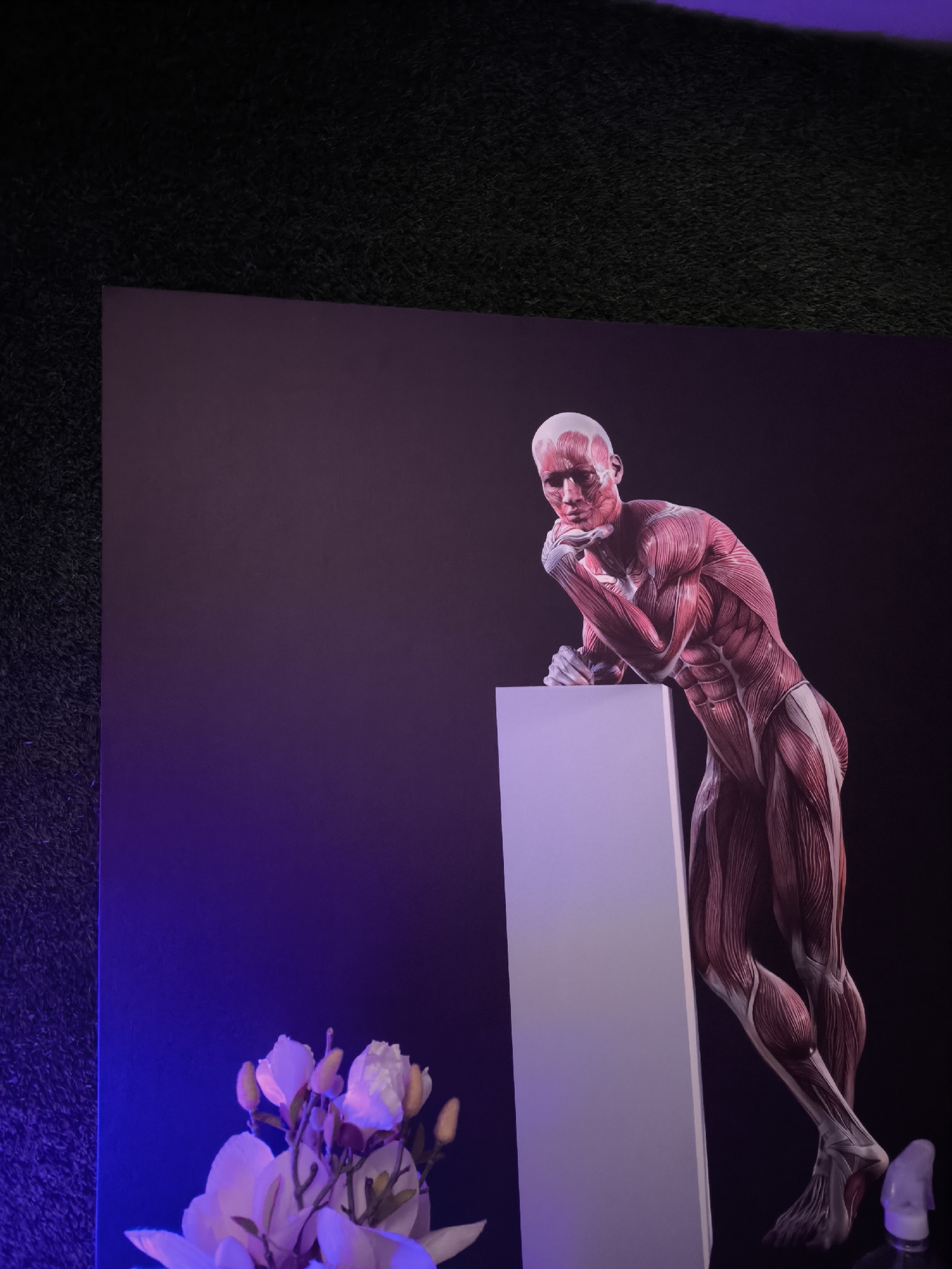 A life-sized anatomical model of a human male, depicted with visible muscles and tendons, is posed leaning against a white rectangular pedestal. The model is rendered in shades of red and pink, with white highlights on the skull. The background is dark, with a purple gradient on the left side that extends from the floor upwards. In the foreground on the left, a bouquet of light pink and white flowers with green stems is arranged. The scene appears to be indoors, possibly in a gallery or exhibition space, given the lighting and presentation. The surface beneath the setup appears to be a textured, dark material, possibly artificial turf.