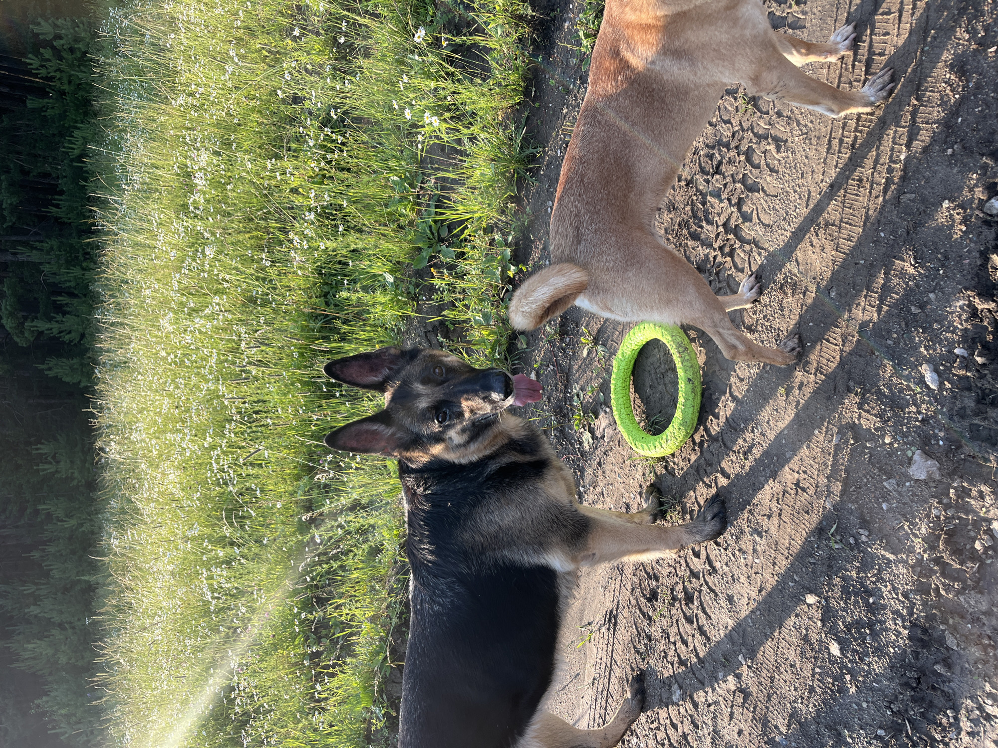 Two dogs, one a German Shepherd and the other a light brown dog, are on a dirt path next to a grassy area. The German Shepherd is in the foreground, facing the viewer with its tongue out. The light brown dog is in the background, with its hindquarters visible and a green ring toy nearby. The sun is shining, casting long shadows, suggesting it is late afternoon or early morning. The setting appears to be outdoors, possibly a park or a rural area, with trees and small white flowers in the grass. No visible text is present.