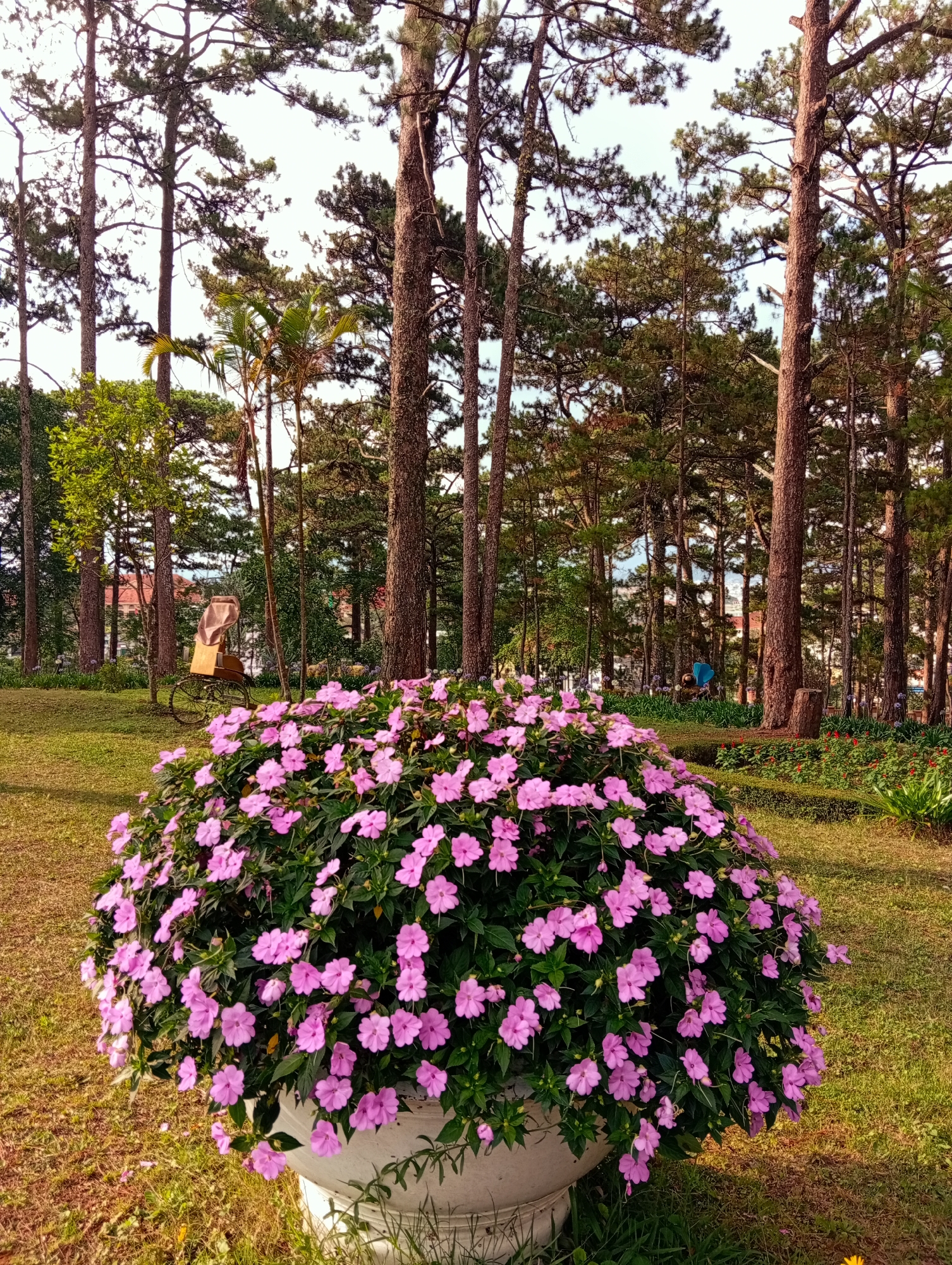 The image captures a serene outdoor scene in Da Lat, Vietnam, known for its pine forests and floral landscapes. In the foreground, a large, spherical bush of pink flowers fills a white pot, acting as a vibrant focal point against the green grass. Behind the floral display, a collection of tall, slender pine trees rises into the sky, their trunks a warm brown hue, creating a dense woodland backdrop. In the midground, to the left, a wooden cart-like structure is visible. The overall scene is well-lit, with natural light casting shadows across the grass, contributing to a tranquil and picturesque setting.