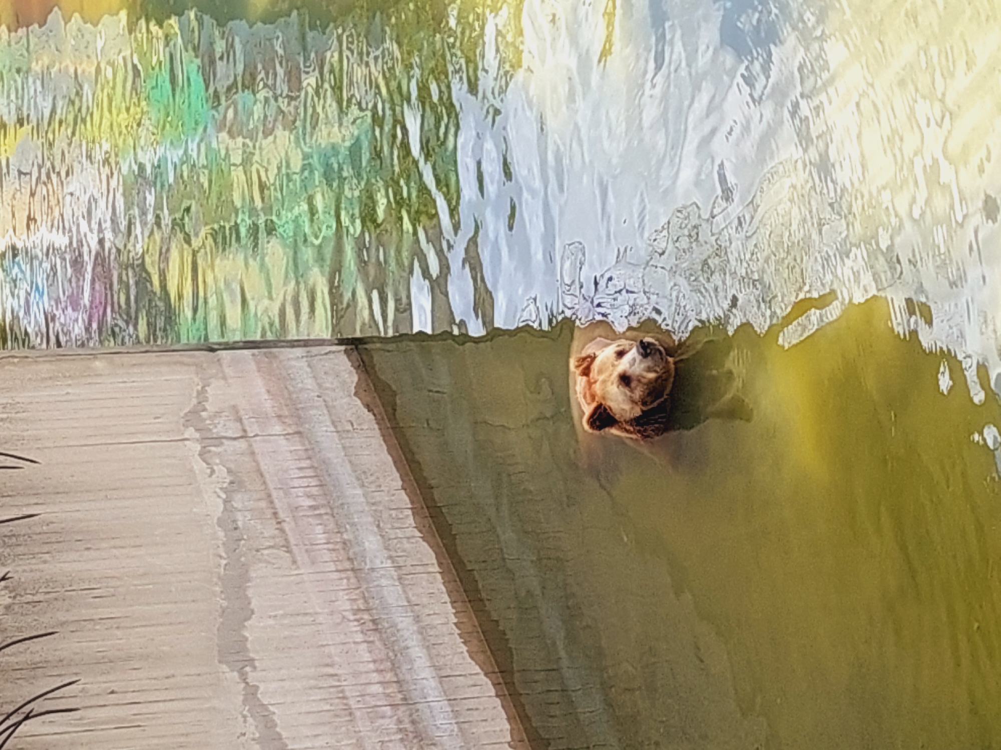 A brown bear is swimming in a murky green body of water, likely a zoo enclosure. The bear's head and shoulders are visible above the water, and it appears to be looking to its right. To the left of the bear is a concrete wall with visible lines and texture. The water reflects the surrounding environment, showing streaks of yellow, green, and purple light. The scene is captured from a slightly elevated perspective. This image does not depict any location in the city of Sofia, Bulgaria.