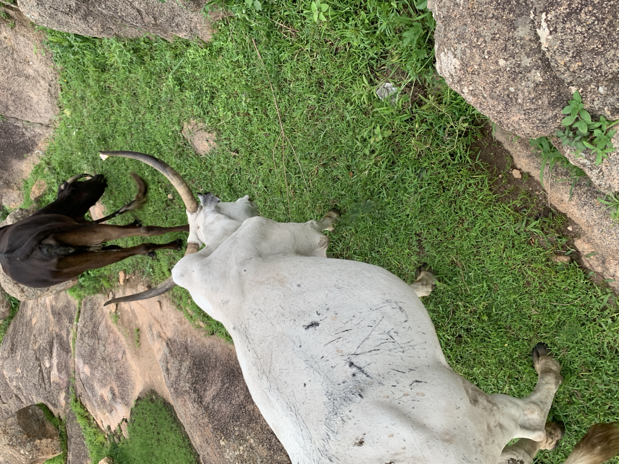 A high-angle medium shot captures two cattle on a grassy incline with scattered rocks in the foreground and background. The cattle are positioned on a verdant, uneven terrain characteristic of the rugged landscape found in the city of Jos, Nigeria. The foreground is dominated by a large, pale-colored bull, its body taking up a significant portion of the frame. The bull's hide is a notable pale white, marred by several black, linear markings, possibly from being penned or rubbed against a dark surface. Its large, curved horns are prominent, with one curving upwards and outwards. The bull is oriented towards the right of the frame, with its head partially visible.
Behind and to the right of the bull stands a second, darker-colored bovine, likely a cow, facing away from the viewer and grazing on the grass. Its body is a dark brown or black hue, and its tail is visible. Its horns are also visible, though less prominent than the bull's.
The environment consists of lush green grass covering the ground, interspersed with large, weathered rocks of various sizes. The rocks exhibit a granular texture and a mottled appearance. The terrain suggests a natural, undeveloped area, consistent with some of the outskirts or less urbanized regions of Jos. The lighting indicates it is daytime, with no distinct shadows suggesting harsh, direct sunlight; it may be overcast or late afternoon. There are no humans or other animals present in the scene.