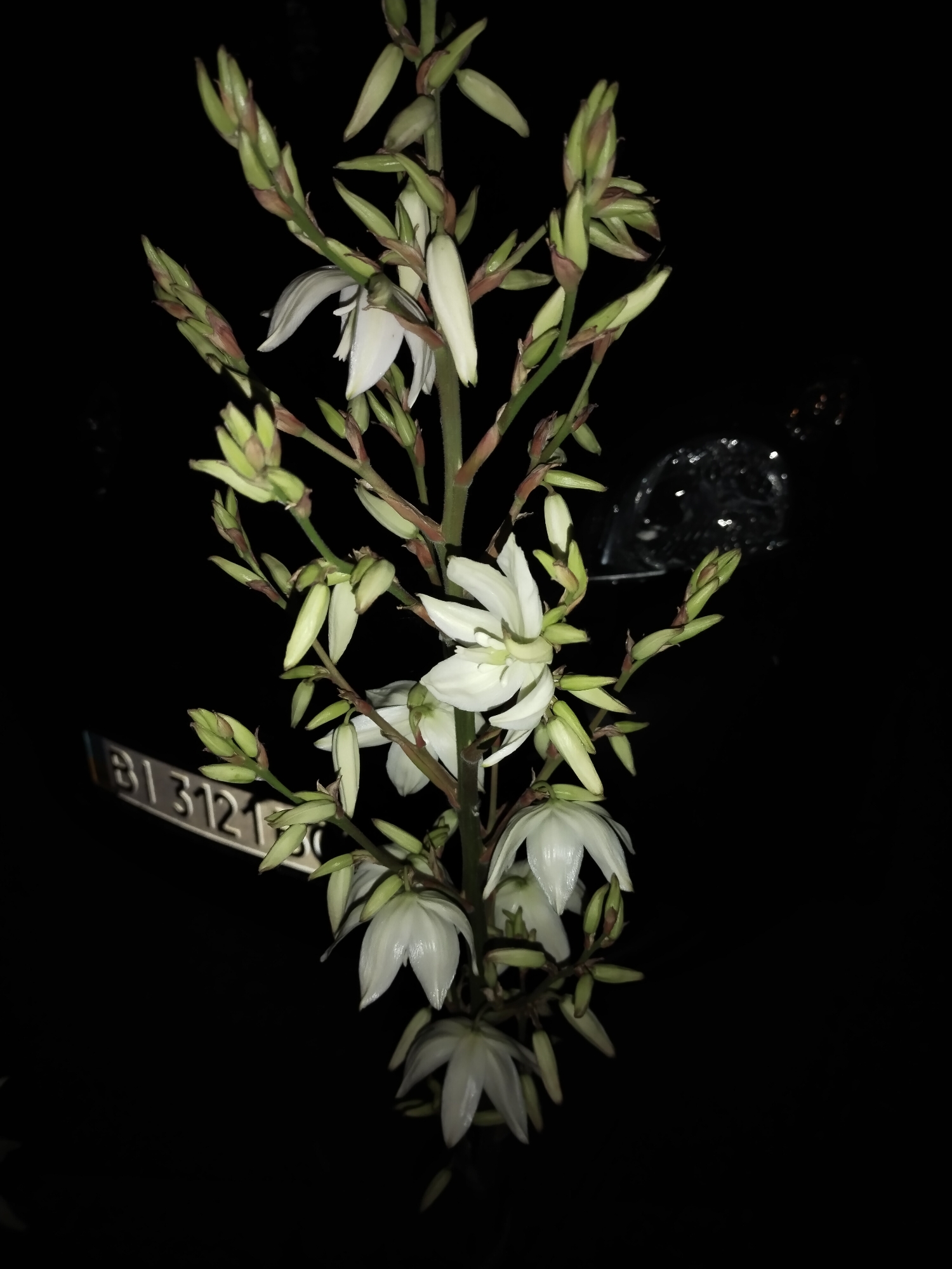 The image shows a close-up of a white flower spike against a black background. The flower spike has multiple buds and open flowers. The flowers are trumpet-shaped and have six petals. There is a license plate visible on the lower left of the image with the text "B1 3121 BC". The license plate is silver with black lettering and is partially obscured by the flower spike. The background is dark and out of focus, with some reflections visible on the right side of the image. The location is the city of Horishni Plavni, Ukraine.