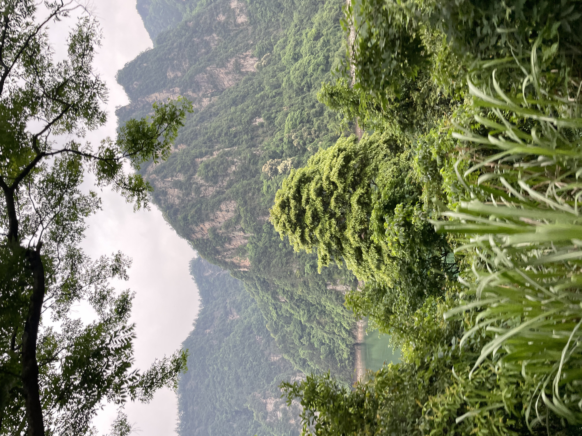 The image depicts a mountainous landscape in Wulingyuan, China. The scene is dominated by steep, verdant hills covered in dense vegetation. A body of water, possibly a river or lake, is visible at the base of the mountains. The foreground is filled with trees and tall grasses. The sky is overcast, suggesting a hazy or cloudy day. No people are visible. The image is rotated.