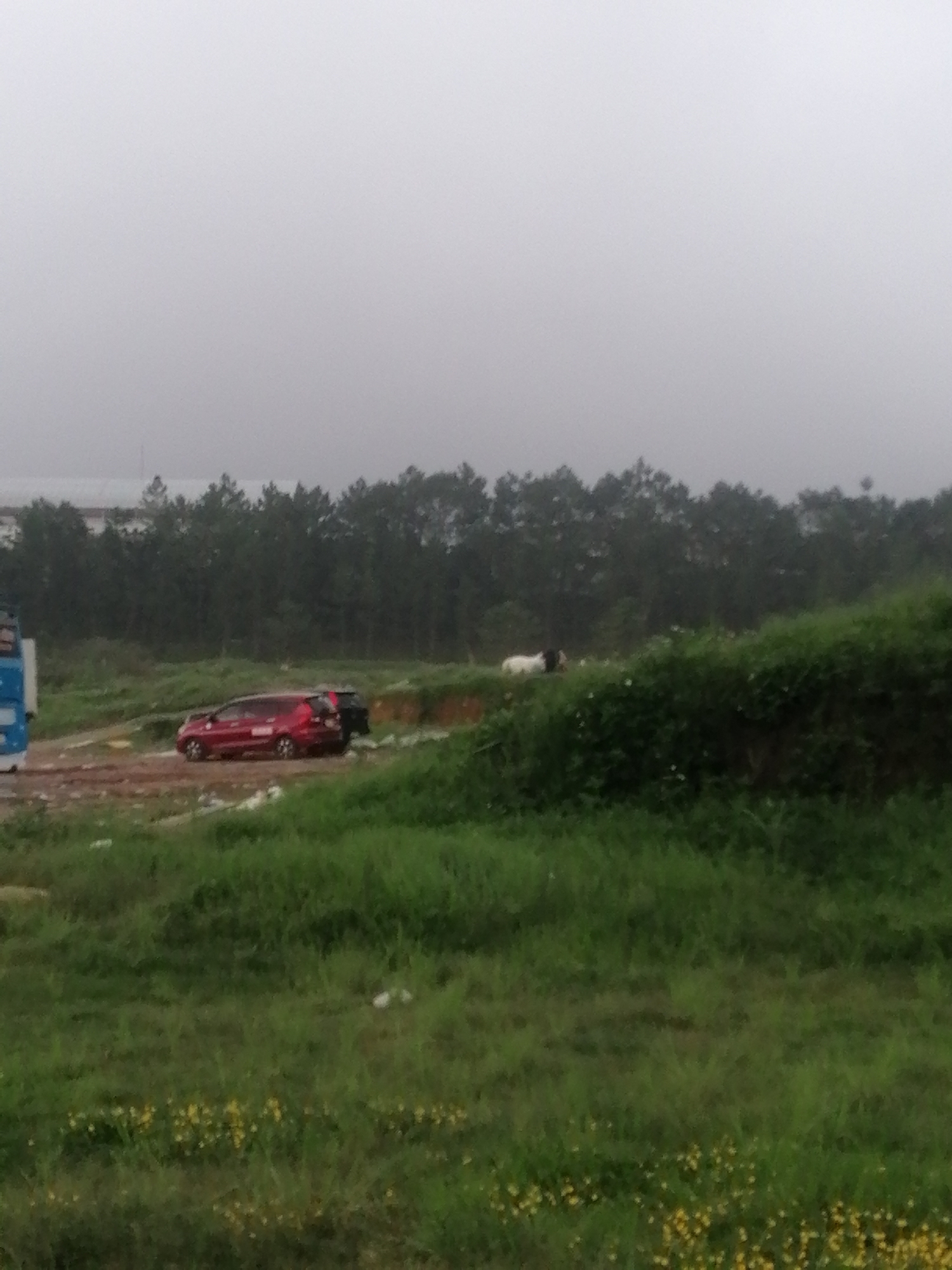 This image captures an expansive, misty outdoor scene in Da Lat, Vietnam, characterized by a soft, diffused light under an overcast or foggy sky. The foreground is dominated by lush green grass, interspersed with patches of small yellow wildflowers, suggesting a natural and somewhat wild landscape.
In the mid-ground, a bright red car, likely a compact SUV or minivan, is parked on a dirt path. Another dark-colored vehicle is partially visible behind the red car. On the far left edge of the frame, a segment of a blue vehicle, possibly a bus or truck, can be seen. Further to the right, on a grassy mound, a small white and black animal, resembling a goat or a small dog, is present near the distant treeline.
A dense, dark green line of trees, possibly pines, stretches across the background, forming a natural horizon. Above and behind these trees, a faint outline of a large building with a light-colored roof is discernible, indicating distant human infrastructure.
The scene appears tranquil and still, with no explicit human activity evident. The prevailing weather conditions suggest a cool, possibly humid atmosphere, typical of Da Lat's climate. The overall impression is one of quiet contemplation amidst nature, with subtle hints of human presence.