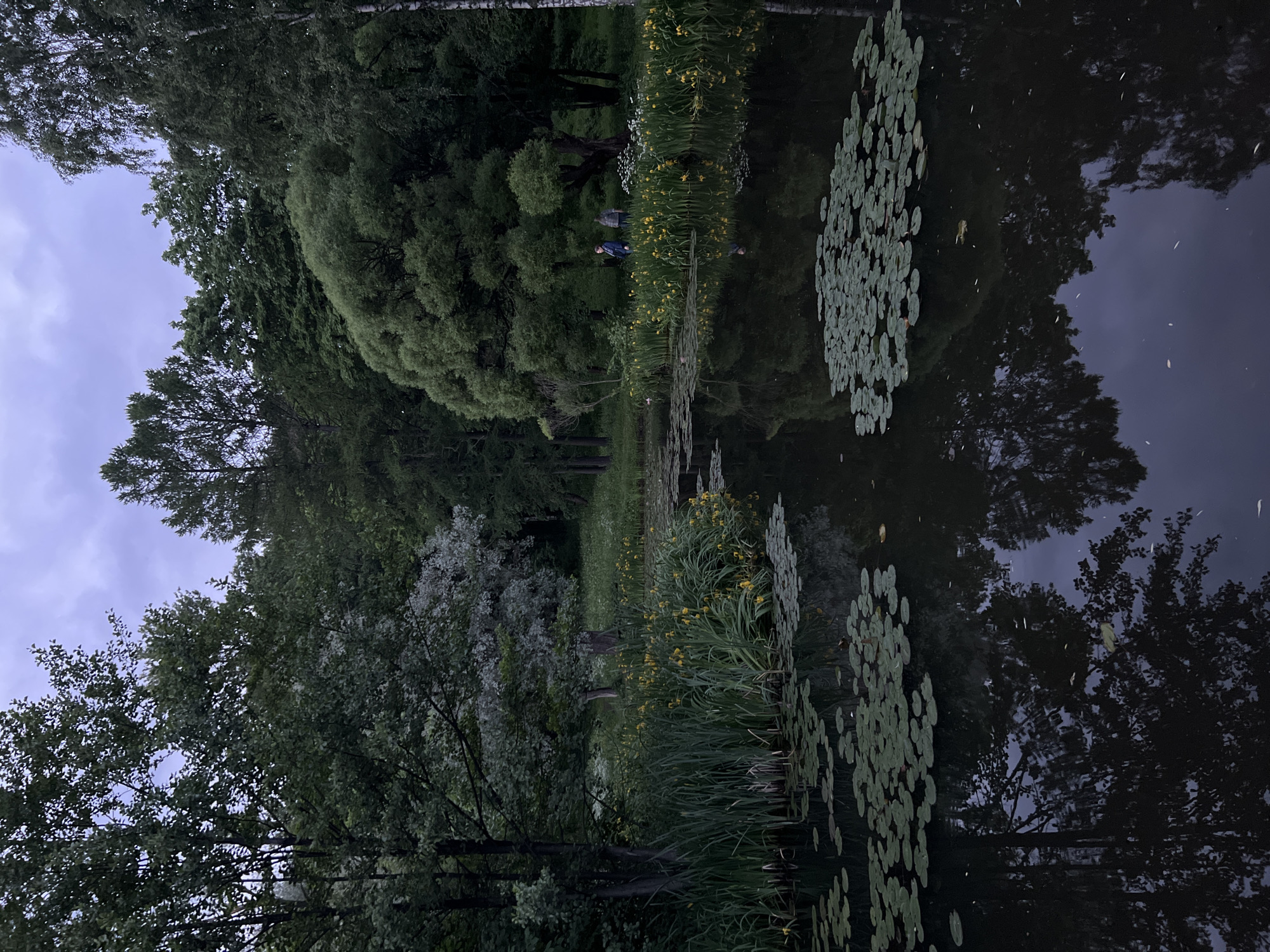 The image depicts a serene pond scene, likely in Saint Petersburg, Russia, given its lush greenery and tranquil atmosphere. The foreground is dominated by the dark, reflective surface of the pond, dotted with clusters of lily pads. Tall reeds and yellow irises line the edge of the water, creating a vibrant border. In the background, a dense forest of deciduous and coniferous trees forms a natural backdrop under a cloudy sky. Two individuals are visible standing on the bank, appearing to observe the pond. The overall impression is one of a peaceful natural setting within an urban environment.