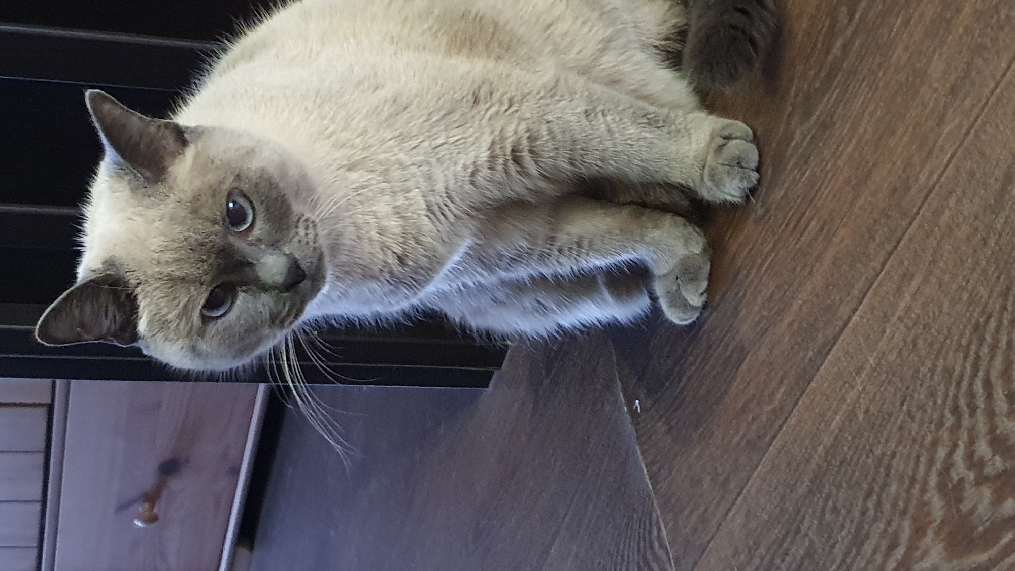 A light grey cat with darker grey markings on its face and tail sits on a dark wooden floor. The cat is looking slightly to its left with a neutral expression. Behind the cat, a dark vertical object, possibly a doorframe or furniture, is visible. To the left of the cat, a light wooden drawer with a round knob can be seen. The scene appears to be indoors, likely in a residential setting. There is no indication of the location being in Krasnoyarsk, Russia.