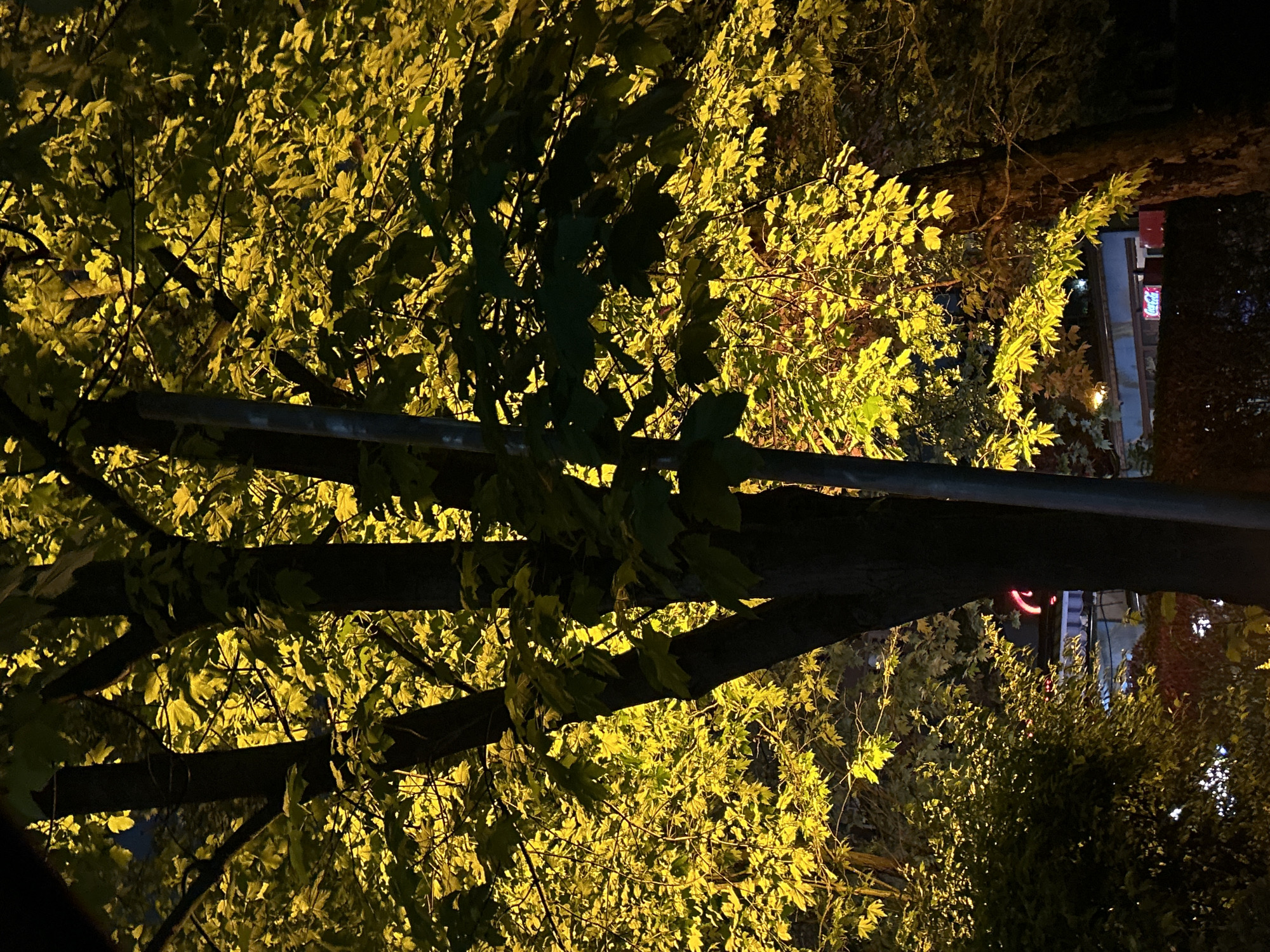 At night, a tree with green-yellow leaves, possibly lit by artificial lighting, fills the frame. A dark, horizontal metal bar runs across the center. In the background, partially obscured by foliage, are building details including a red sign and a blue wall. The location may be Burgas, Bulgaria, but specific landmarks are not clearly identifiable.