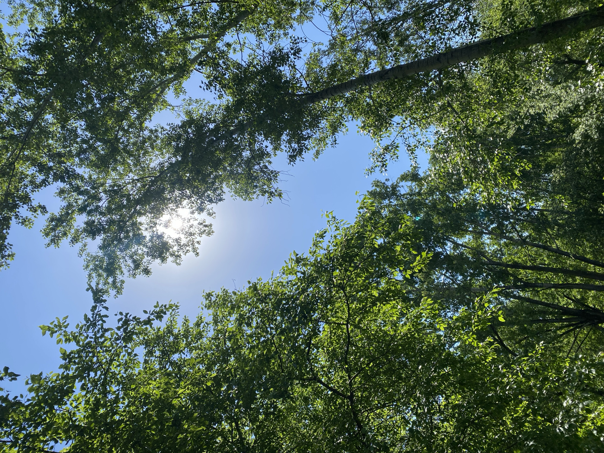 The image shows a view looking up through the canopy of trees against a bright blue sky with the sun visible. The trees have green leaves. The location is in a park of Yekaterinburg, Russia. No people or other objects are visible.