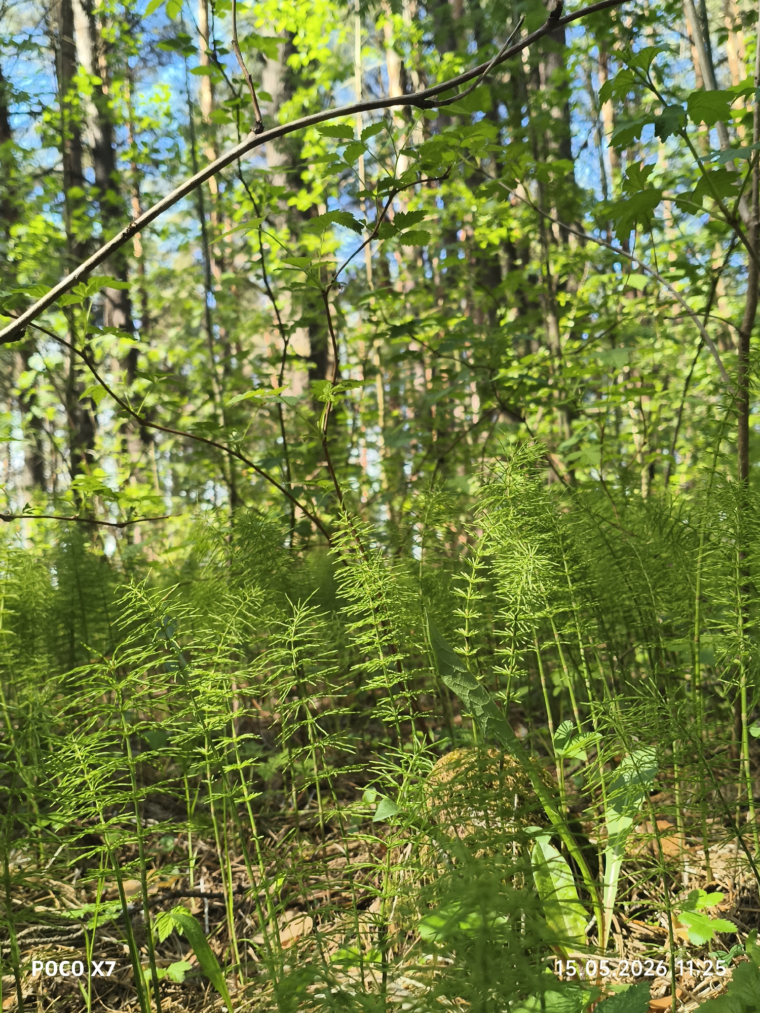 The image captures a lush forest scene, likely located near or in Chaikovsky, Russia, given the timestamp on the photograph. The foreground is dominated by dense patches of bright green horsetail plants (Equisetum), their slender stems creating a textured, vibrant layer. Interspersed among them are other types of foliage, including broader-leaved plants and dried leaves littering the forest floor.
In the background, the trunks of tall trees rise toward the sky, their bark a dark grey or brown. Glimpses of the sky peek through the canopy, revealing a bright blue interspersed with light green foliage. A thin, leafless branch stretches diagonally across the upper portion of the frame. No people are visible. The lighting suggests it is daytime, with the sun illuminating the forest floor.