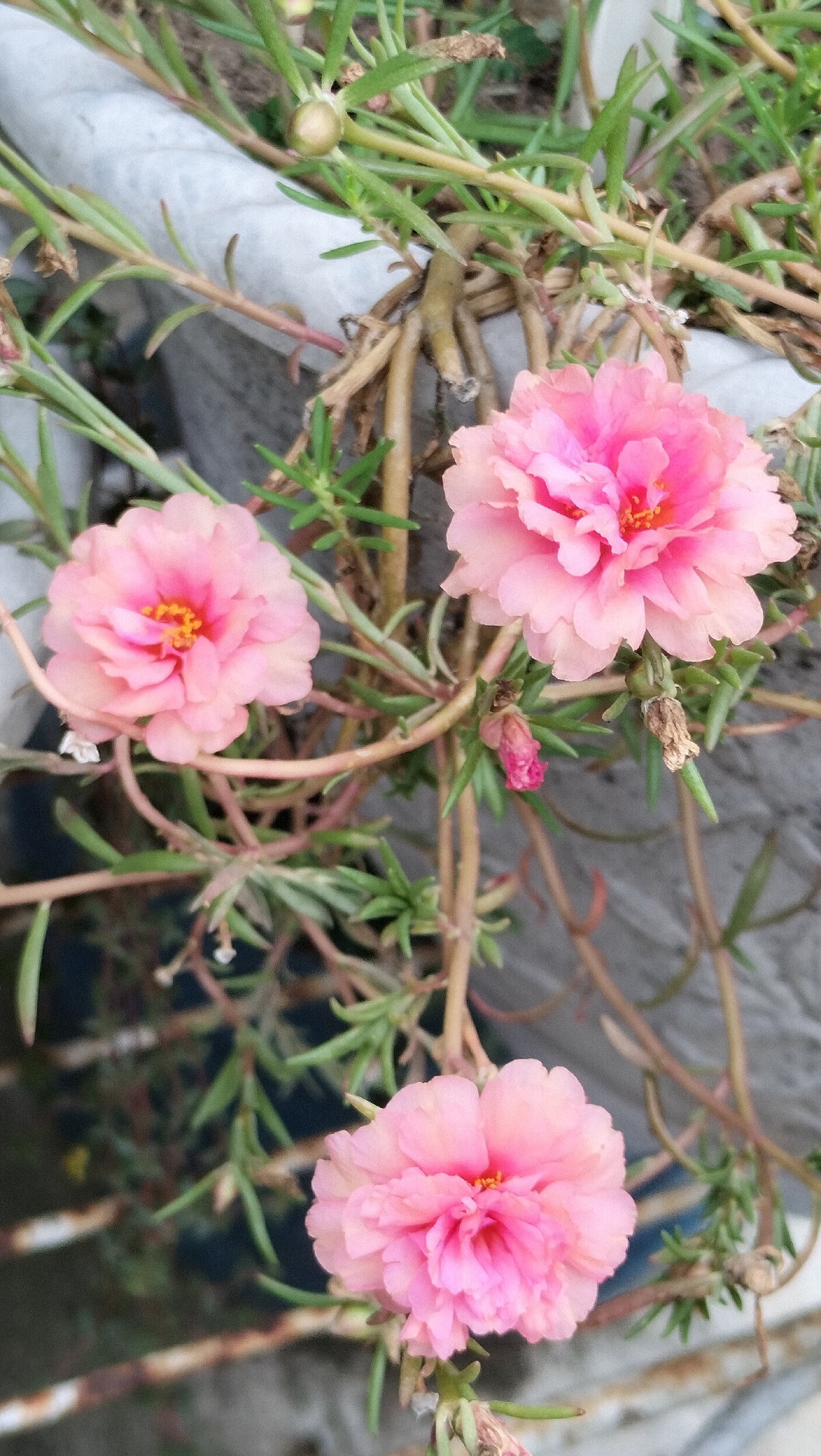 The image shows three pink purslane flowers with yellow stamens, blooming in a planter box. The planter appears to be made of concrete and is outdoors. The flowers are in focus, with a shallow depth of field, blurring the background which consists of green foliage and brown stems. A few unopened buds and dried leaves are also visible. The scene suggests a garden or a balcony setting in Lhokseumawe, Indonesia, likely during daylight. No people or specific landmarks of Lhokseumawe are depicted.