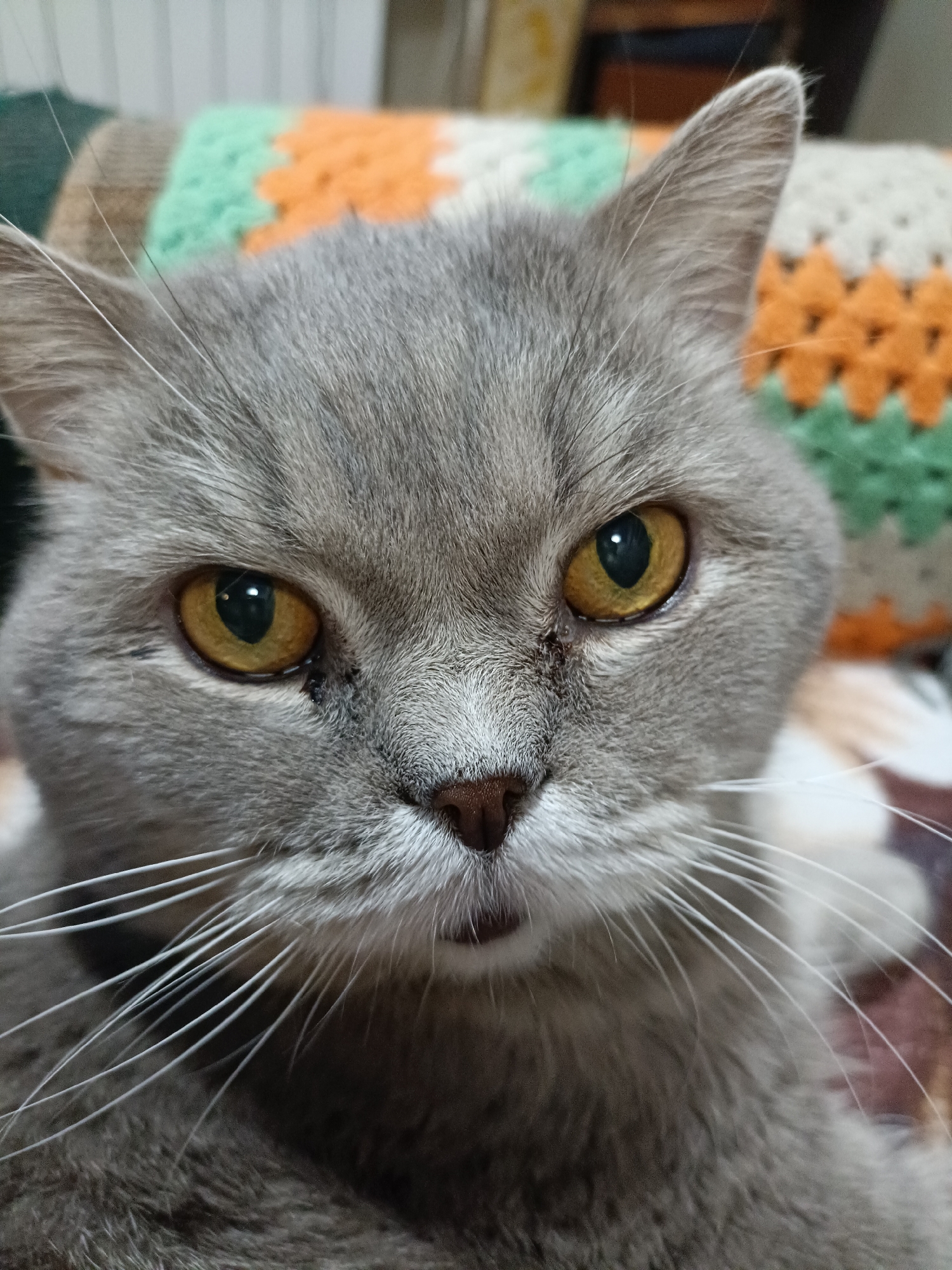 A close-up, eye-level shot captures a grey British Shorthair cat's face. The cat's yellow eyes are wide open, and its gaze is directed forward. The cat has long white whiskers that fan out from its snout. The background is blurred, but appears to be a knitted blanket with green, orange, and white stripes. There is no indication of the location in Bataysk, Russia.