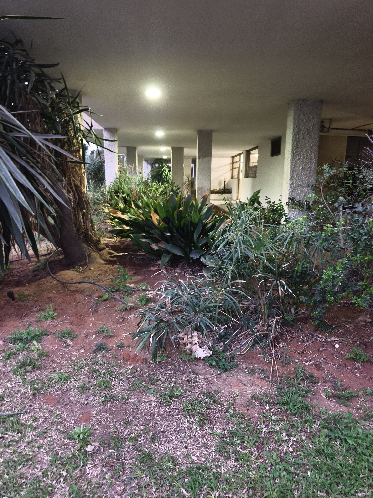 The image depicts a courtyard area in Petah Tikva, Israel, likely located at or near an apartment complex. The courtyard features a mixture of vegetation, including trees, bushes, and grass. The ground is covered with a combination of soil, dried leaves, and grassy patches.
Behind the greenery, a covered walkway or veranda is visible, supported by concrete pillars. The walkway is illuminated by several recessed lights in the ceiling. A building is visible behind the walkway, with windows and doors. The overall environment suggests a residential setting with an emphasis on outdoor space.