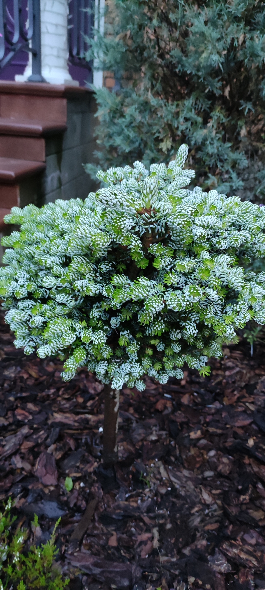A close-up, eye-level, full shot captures a small, spherical evergreen shrub, likely a dwarf spruce or fir, with tightly packed needles. The tips of the needles are frosted white, contrasting with the vibrant green foliage beneath, creating a textured, almost sculpted appearance. The shrub is planted in a bed of dark brown mulch, which appears dry and chunky. In the background, a dark evergreen tree is visible, its branches blurred and out of focus. To the left, a portion of wooden steps, stained a reddish-brown, leads upwards. Behind the steps, a dark railing and a white brick column are partially visible, suggesting a residential exterior. The lighting is soft, indicating an overcast day or twilight, and the overall atmosphere is subdued and natural. The location is not specified as Rosinka, Russia, or any other specific city.