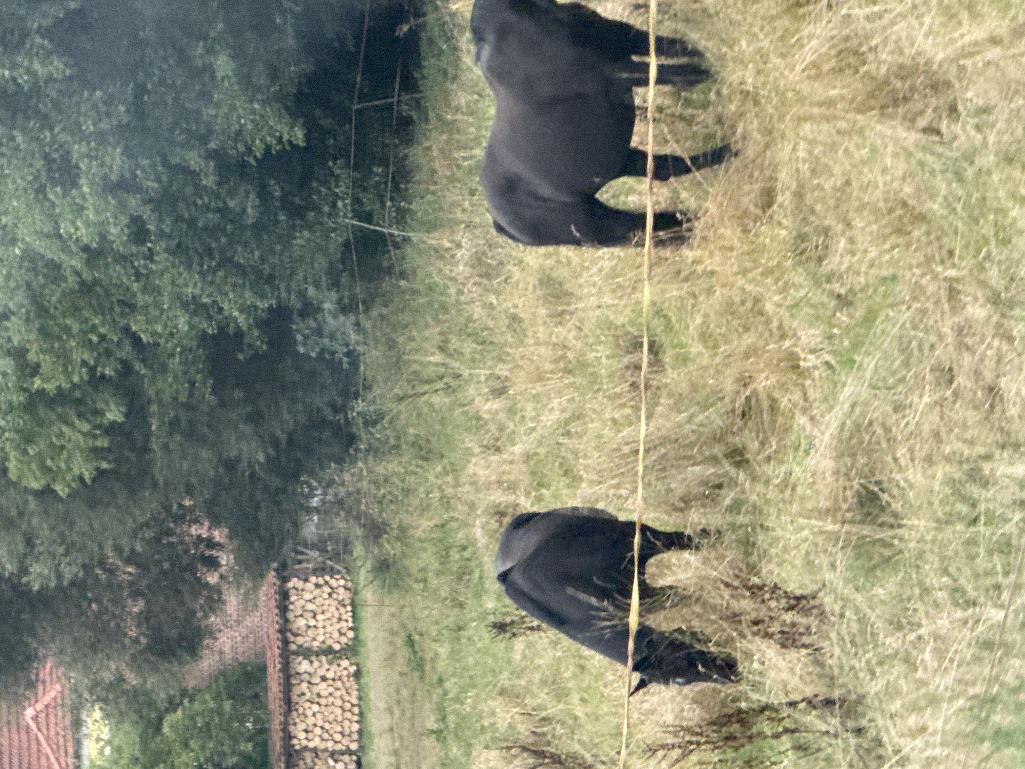 This image depicts an outdoor scene with two black horses in a grassy field. In the background, there is a stack of firewood and trees. Further in the background, a building with a red roof is visible. A fence runs horizontally across the foreground of the image, with the horses on either side of it. The horses appear to be grazing. The image quality is somewhat grainy, suggesting it may have been taken from a distance or in low light conditions. The scene is set in the city of Ellrich, Germany.