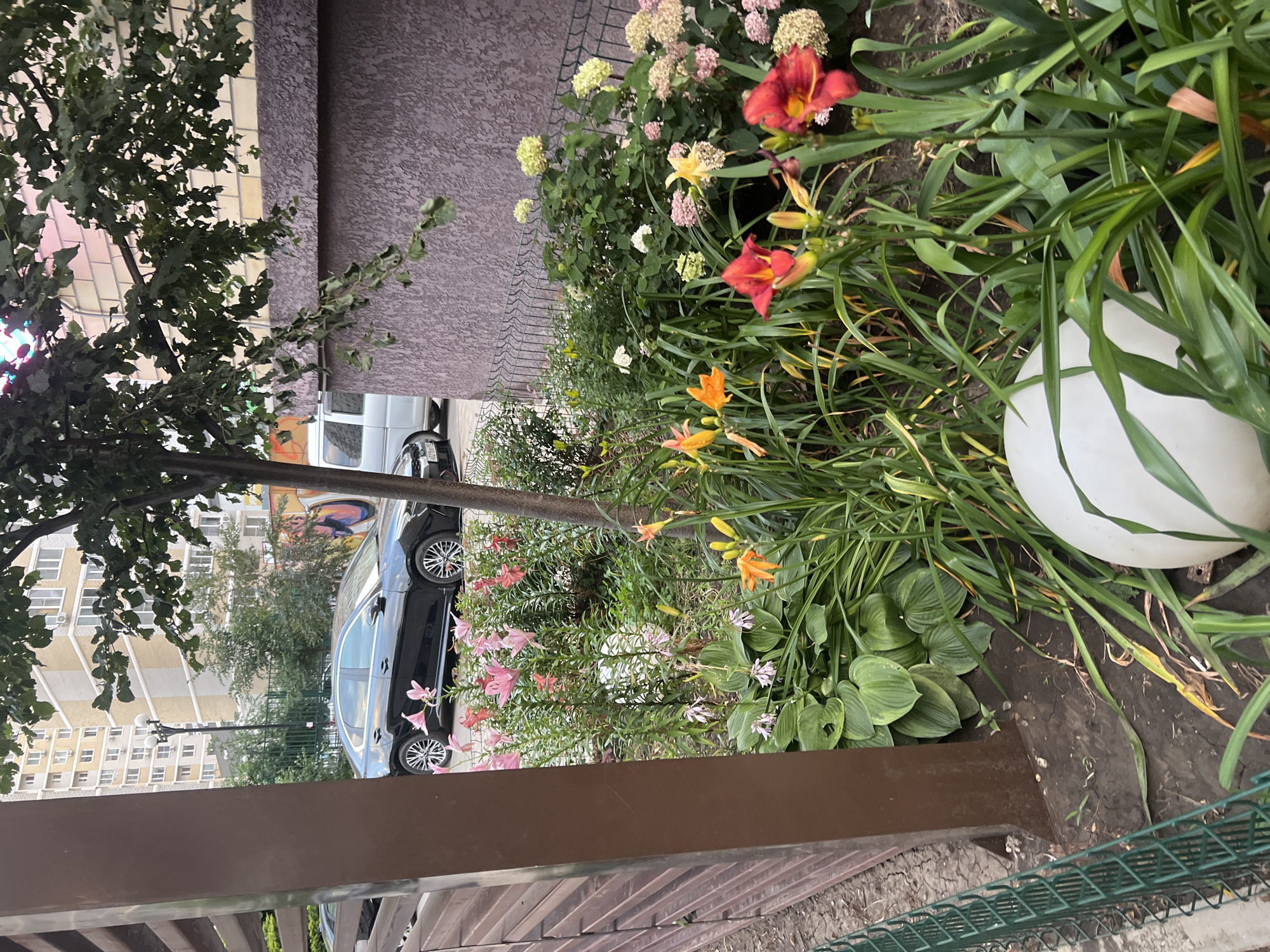 The image shows a residential street scene in Mar'yanskaya, Russia, during daylight hours. A black sedan is parked on the left side of the frame, adjacent to a row of pink lilies and other flowering plants. A light-colored van is parked further down the street. The buildings in the background appear to be multi-story apartment complexes. The foreground features a meticulously maintained flower garden with a variety of colorful blooms, including red and orange lilies, pink hydrangeas, and hosta plants. A large white spherical object, possibly a garden ornament or light fixture, is partially visible in the lower right corner. The scene is framed by a brown fence on the left and a green metal fence in the middle ground. The weather appears to be overcast, but the lighting is sufficient to illuminate the details of the scene. There are no people visible in the image.