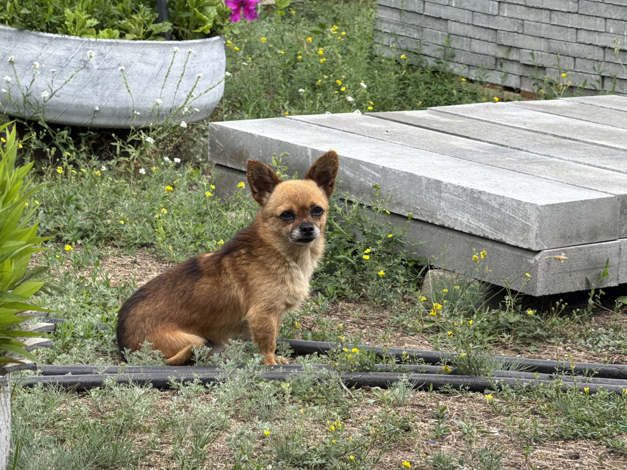 A small, tan, short-haired dog is sitting in a grassy area with scattered yellow flowers. The dog is facing the camera, with its ears perked up. Behind the dog, there are several large, rectangular concrete slabs stacked on top of each other. To the left of the dog, a large, grey, decorative planter filled with green plants and a few white flowers is visible. In the background, a brick wall is partially visible. The scene appears to be outdoors in a somewhat unkempt urban or suburban environment, potentially a construction site or a yard in the village of Seleznivka, Ukraine. The lighting suggests it is daytime.