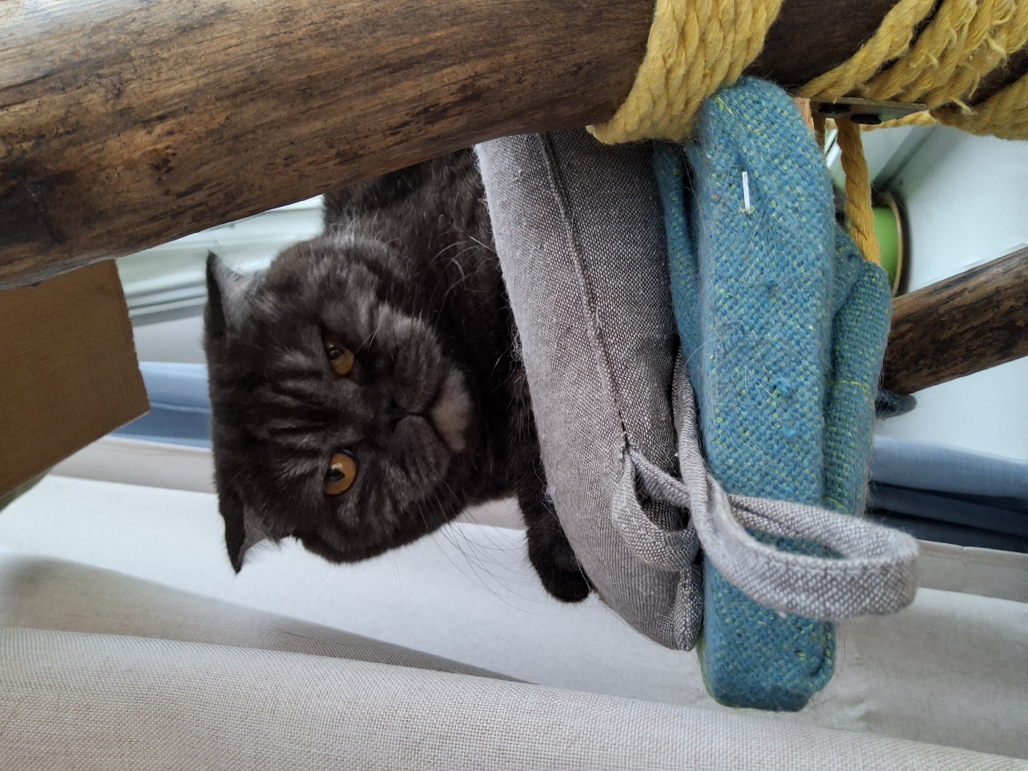 A dark grey tabby Scottish Fold cat with orange eyes is perched on a textured cushion and a blue upholstered platform, part of a cat tree. The cat is positioned centrally, looking directly at the camera with a slightly stern expression. The cat tree is constructed with wooden posts, one of which is wrapped with yellow rope. Behind the cat tree, a light-colored curtain is visible, and to the right, a windowsill and a glimpse of a green object can be seen. The scene appears to be indoors, possibly in an apartment in Warsaw, Poland.
