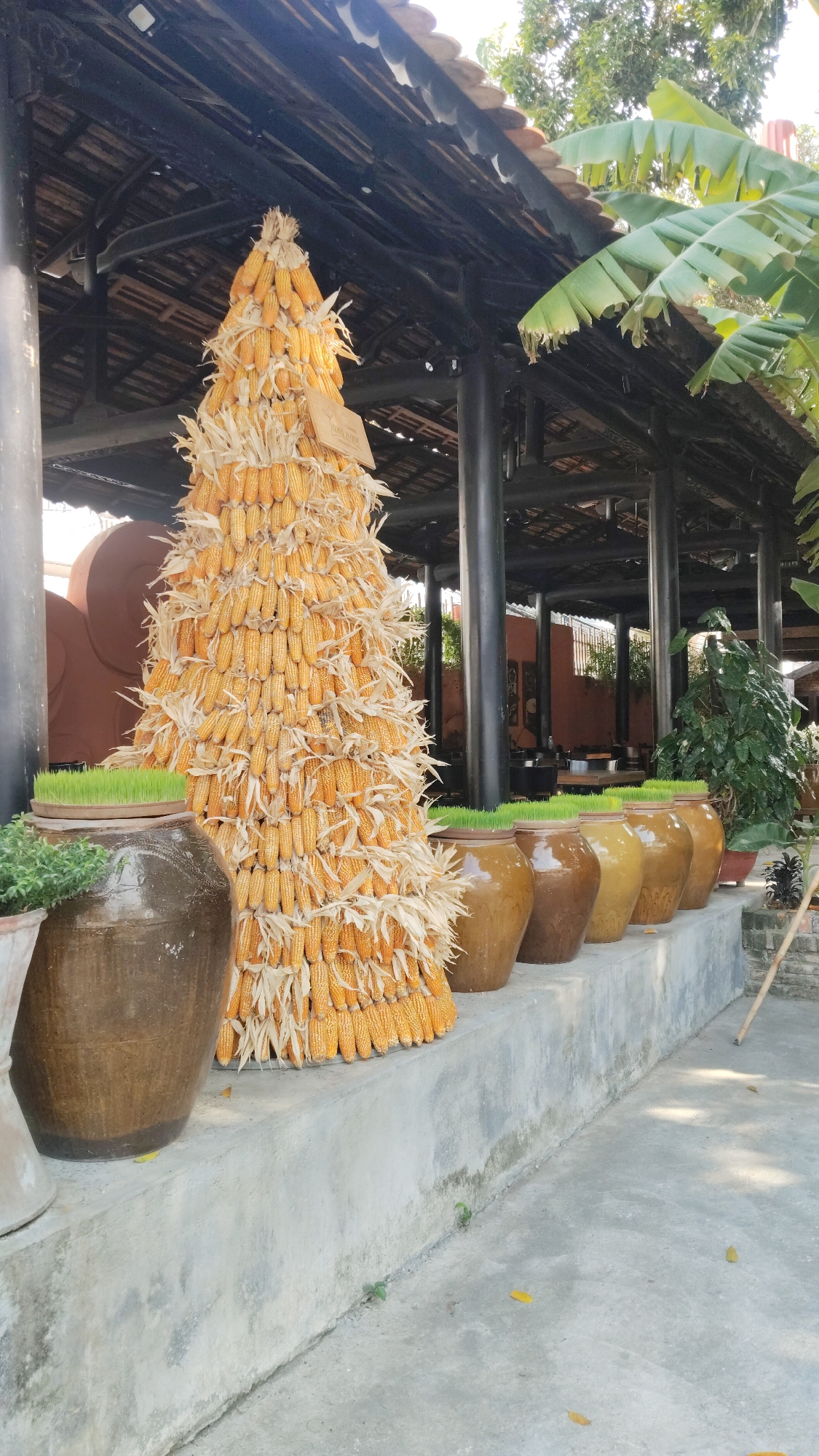The image shows an outdoor display in Bac Nha Trang Ward, Vietnam. A large conical structure composed of corn cobs stands prominently. In front of this structure are several large ceramic jars, each topped with a layer of green grass. The display is located on a concrete platform, and the background includes a traditional Vietnamese-style building with a dark roof supported by pillars. There are trees and other plants surrounding the building. The overall scene appears to be a decorative or artistic installation related to agriculture.