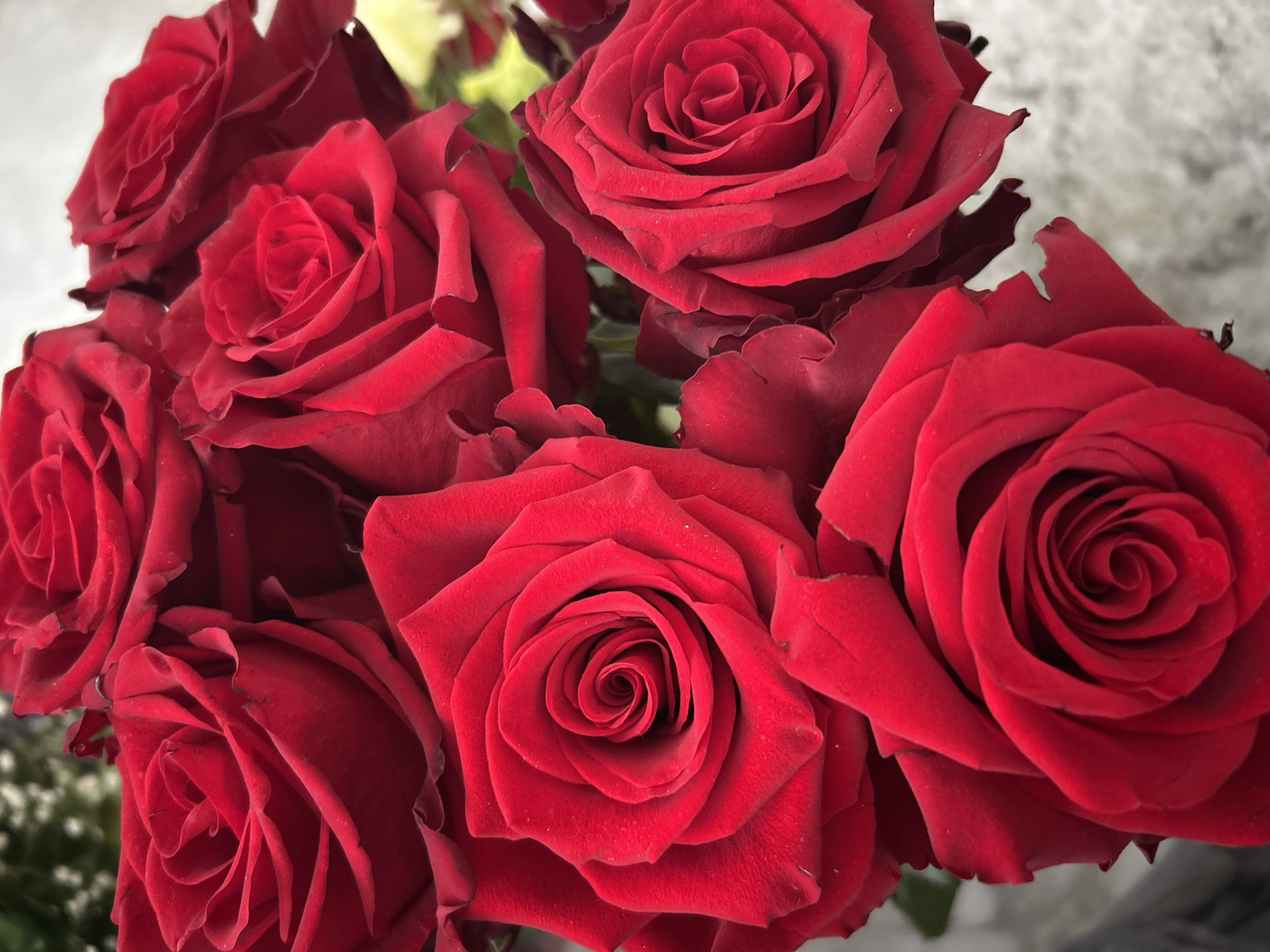 A close-up, eye-level shot features a bouquet of vibrant red roses. The roses are densely packed, with many petals unfurling in a spiral pattern towards the center. The lighting highlights the velvety texture of the petals, with subtle shadows creating depth. The background is softly blurred, with hints of green foliage and a light-colored, possibly textured surface. No people are present, and no specific location is identifiable within the image itself. The scene is static, focusing solely on the aesthetic appeal of the flowers.