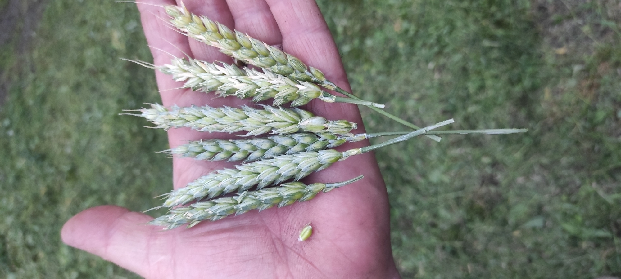 A person's hand, with visible palm lines and a pinkish hue, holds several stalks of unripe wheat. The wheat stalks are a pale green color and have a slightly fuzzy texture. Some of the stalks have individual grains visible. To the left of the wheat stalks, on the palm of the hand, is a single, loose grain of wheat. The background is a blurry expanse of green grass, suggesting an outdoor setting. The lighting appears natural, possibly from daylight.