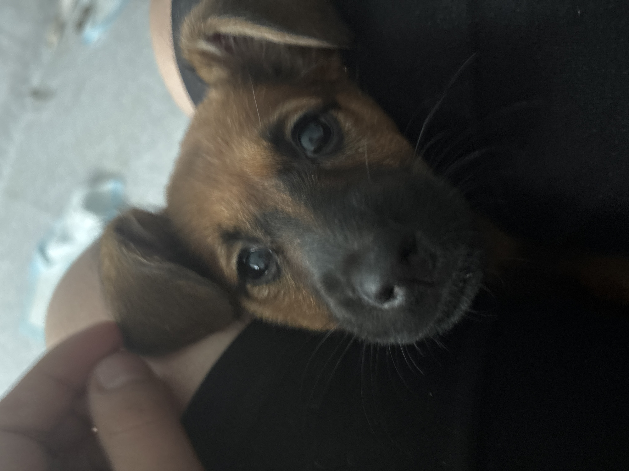 In an indoor setting with a blurred background, a close-up shot focuses on a young dog's face. The dog, with reddish-brown fur and black markings around its muzzle and eyes, is positioned in the center of the frame. Its ears are floppy and dark brown. A person's hand is visible in the upper left corner, gently touching one of the dog's ears. The dog's nose is black and wet, and its eyes are dark and appear to be looking slightly to the left. The dog is lying down, and its body is mostly obscured by dark fabric, likely clothing or a blanket. The lighting is soft, and the image has a shallow depth of field, emphasizing the dog's face. The background appears to be a light-colored surface with some indistinct shapes, possibly furniture or bedding.