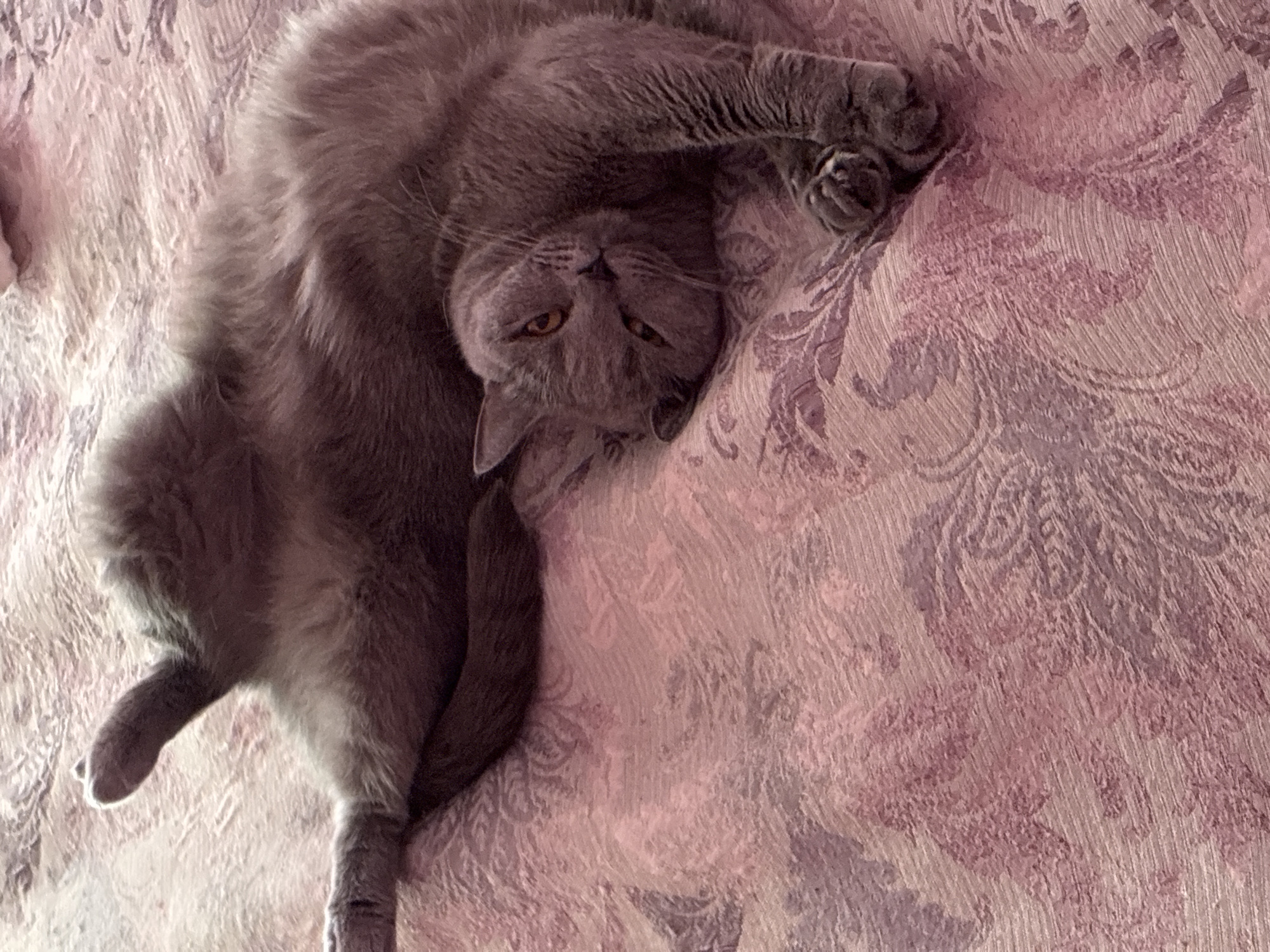 A grey cat is lying on its back on a pink patterned bed. The cat is looking at the camera with its eyes partially closed. The cat's paws are in the air. The bedspread has a damask pattern. The image was taken in Alanya, Turkey.