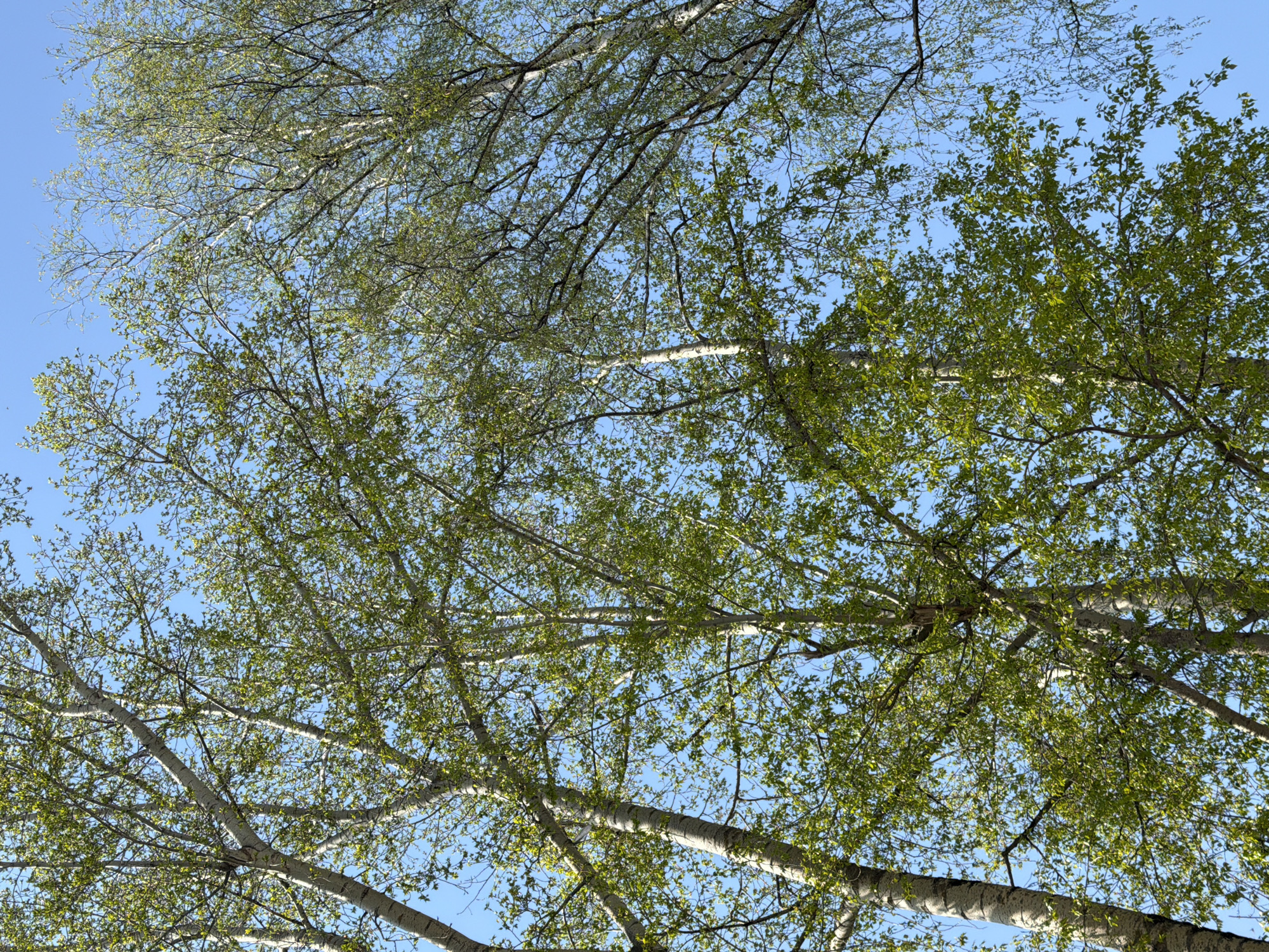 The image shows a view looking up through the branches of birch trees. The leaves are a light green color, suggesting spring or early summer. The sky is blue and mostly clear. The location in Chaikovsky, Russia is not discernible from the visual information provided in the image. There are no people visible.
