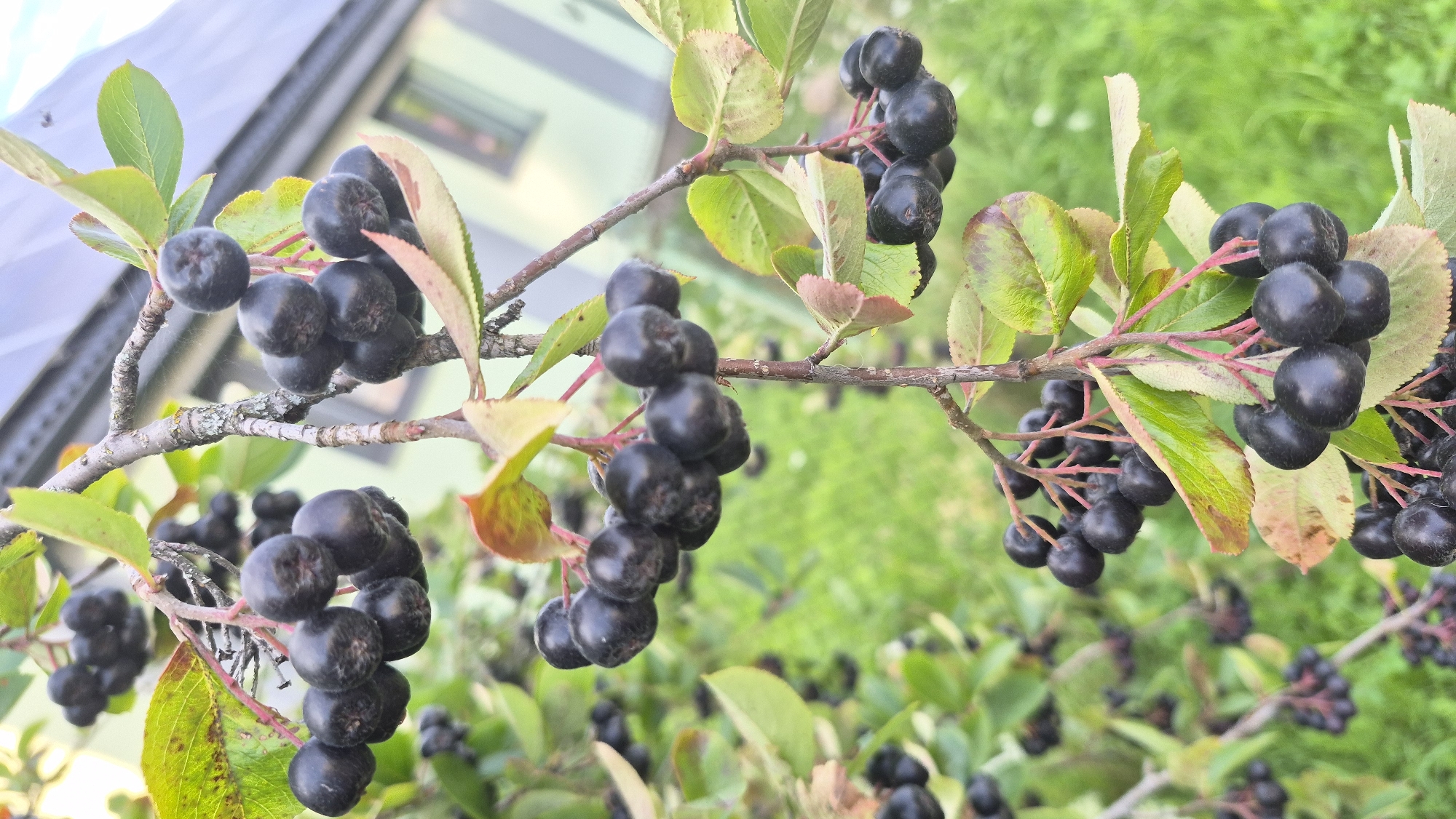 The image shows a close-up of a branch laden with ripe aronia berries, also known as chokeberries. The berries are dark purple, almost black, and are clustered together in dense bunches. Some of the leaves on the branch are still green, while others are beginning to turn reddish-brown, suggesting the season is late summer or early autumn. The branch itself is textured with lichen. In the background, out of focus, is a blurred green grassy area and a building with a light-colored facade and a dark roof. The overall impression is of a natural setting, possibly a garden or rural area, with an emphasis on the fruit-bearing branch. The location is identified as Krauja, Latvia.