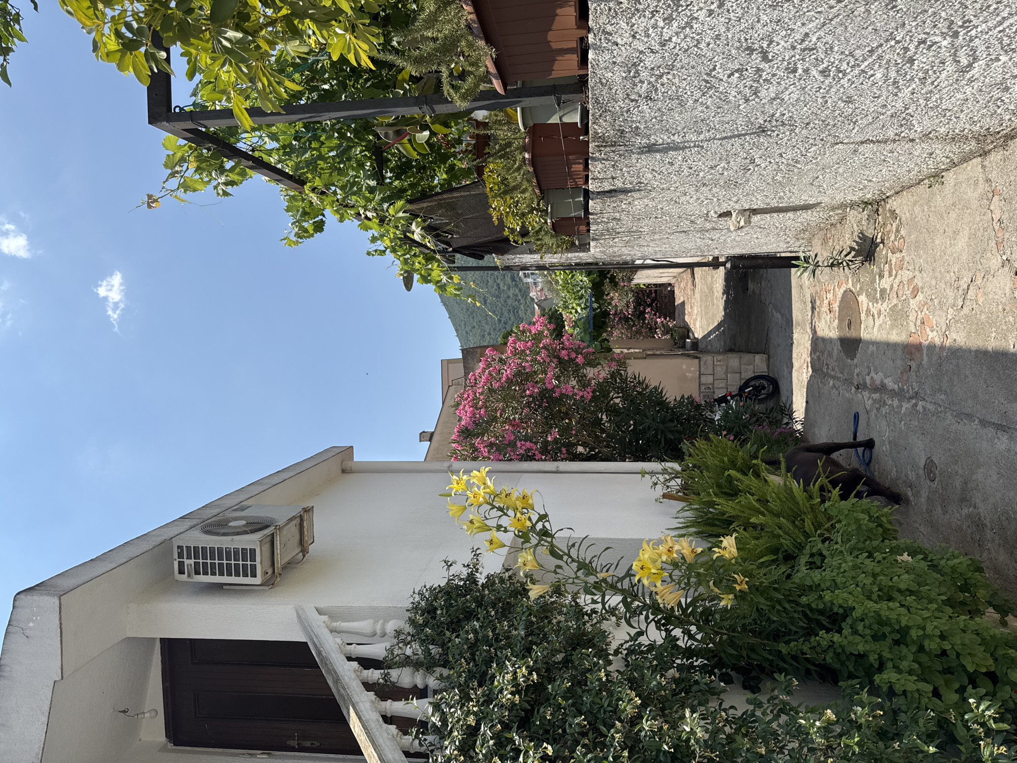 The image depicts a narrow, sun-drenched alleyway in Budva, Montenegro. The alley is lined with a white building on the left, adorned with an air conditioning unit and a white-railed staircase leading to a dark wooden door. Lush green foliage, including bright yellow lilies and a dense bush, frames the building. To the right, a rough-textured concrete wall separates the alley from a garden area with various potted plants, including rosemary and what appear to be grapevines. A black dog with a blue leash is visible in the lower left quadrant of the image, facing away from the camera. In the background, a motorcycle is parked, and further down the alley, pink oleander flowers bloom, with a glimpse of distant hills and buildings under a clear blue sky. The ground of the alley is paved with concrete and scattered red bricks, with a circular manhole cover visible. The scene is illuminated by bright daylight, casting shadows on the ground.