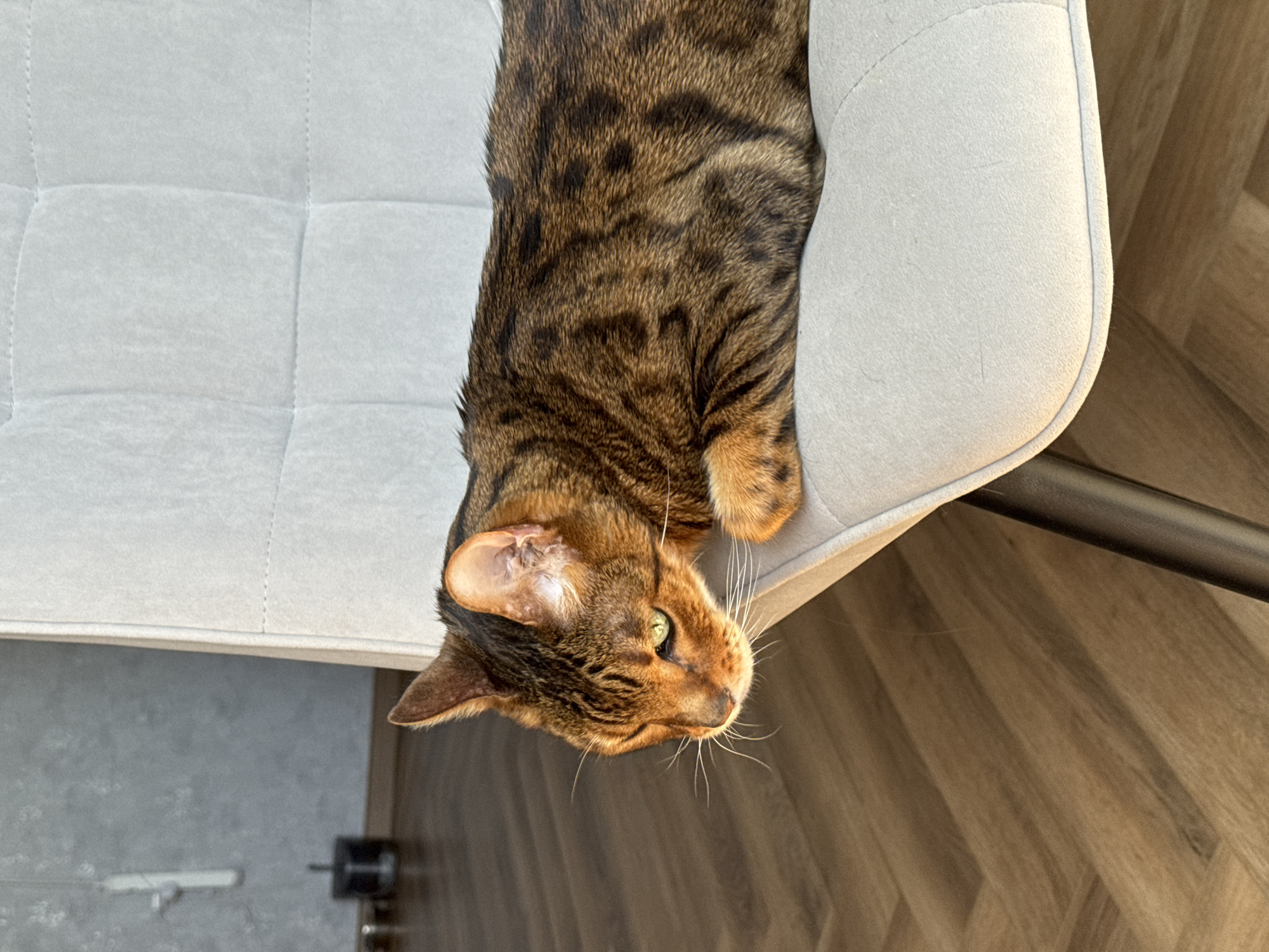 A Bengal cat is lying upside down on a light gray, button-tufted sofa. The cat has a brown and black patterned coat, green eyes, and long white whiskers. The sofa is partially placed on a gray floor. The background includes brown wooden flooring and the black leg of a piece of furniture.