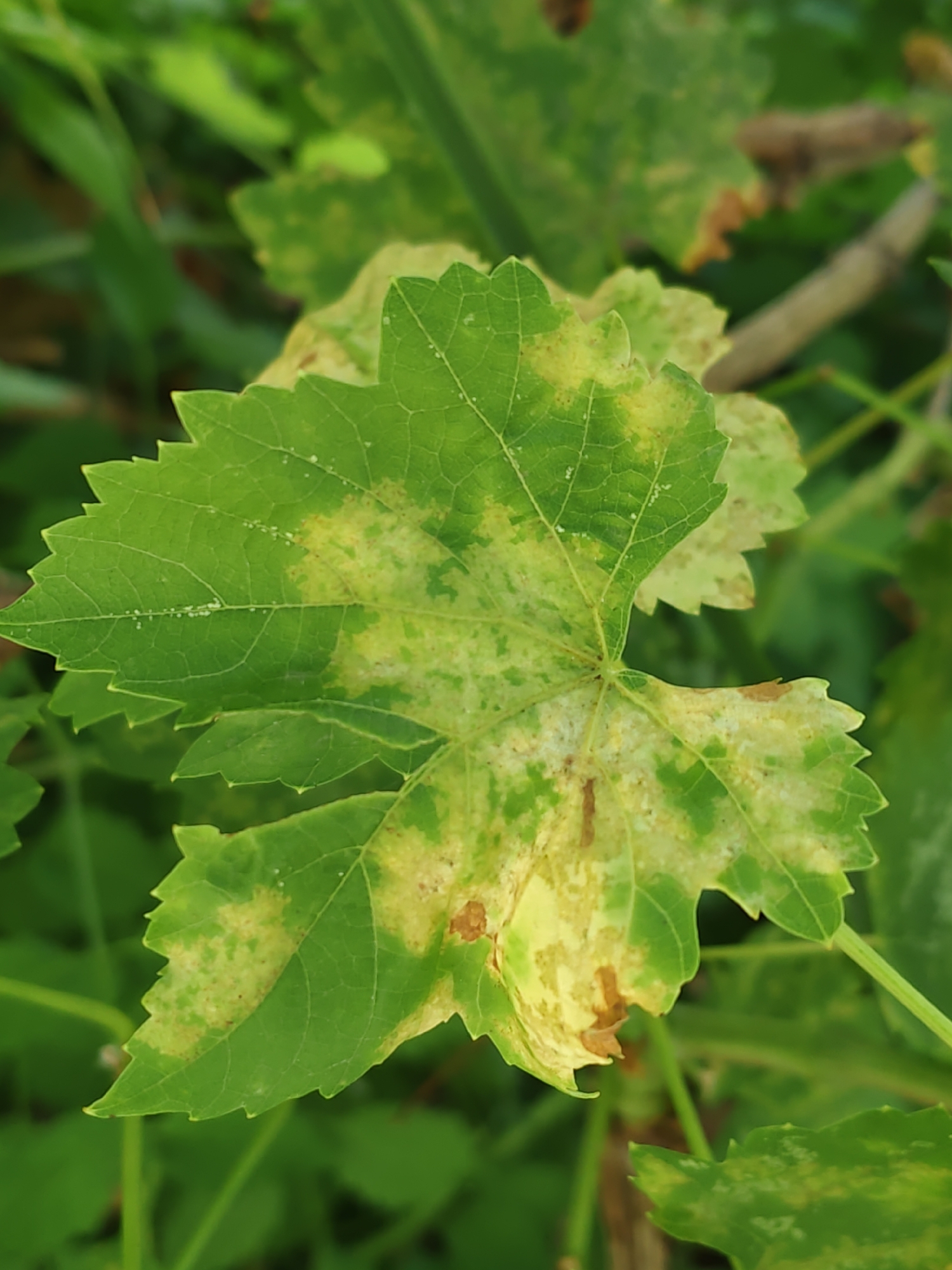 This is a close-up, high-angle photograph of a green leaf with yellow and brown splotches, indicating potential disease or damage. The leaf is textured with visible veins and has serrated edges. It is surrounded by out-of-focus green foliage, suggesting an outdoor environment. The image does not contain any discernible elements that would allow for the identification of a specific location in Rostov-on-Don, Russia, or any human presence.