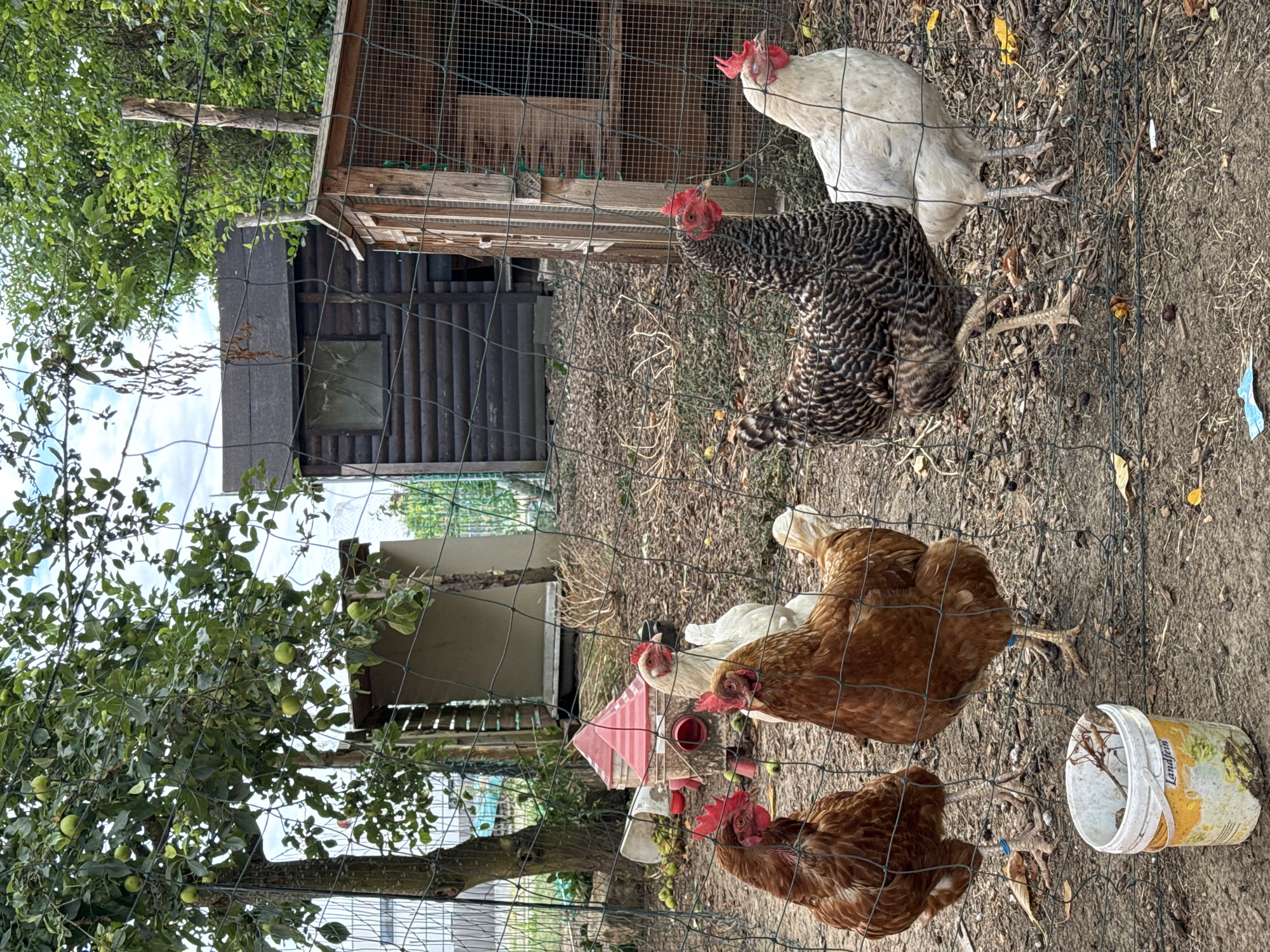 An outdoor scene depicts a chicken coop and an apple tree with green apples. Five chickens are visible: two brown, one speckled black and brown, and two white. They are standing on the ground, which is covered with dirt and dried leaves. A red and white chicken feeder is in the background. The chicken coop is made of wood and has wire mesh openings. A white bucket with a colorful label is in the foreground. The image was taken in Wettstetten, Germany.