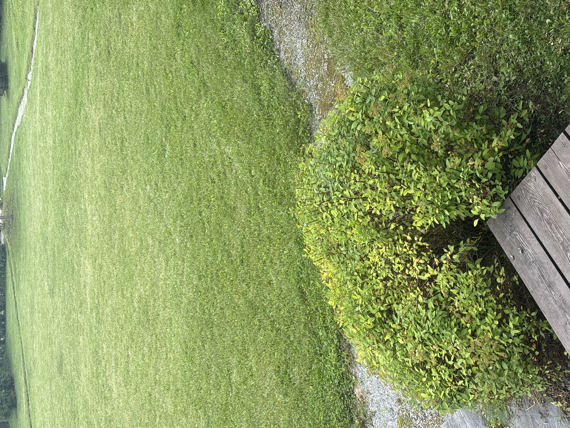 This is a medium-angle, outdoor, vertical shot of a well-maintained, vibrant green lawn. A winding gravel path cuts through the lawn from the upper right to the mid-left of the frame. In the foreground, a dense, rounded green shrub with small, dried flower clusters is partially visible, situated next to a section of weathered wooden decking. The scene suggests a suburban or park-like setting. The image does not depict any people or actions. No specific location in Zvenigorod, Russia can be determined from the visual information alone.