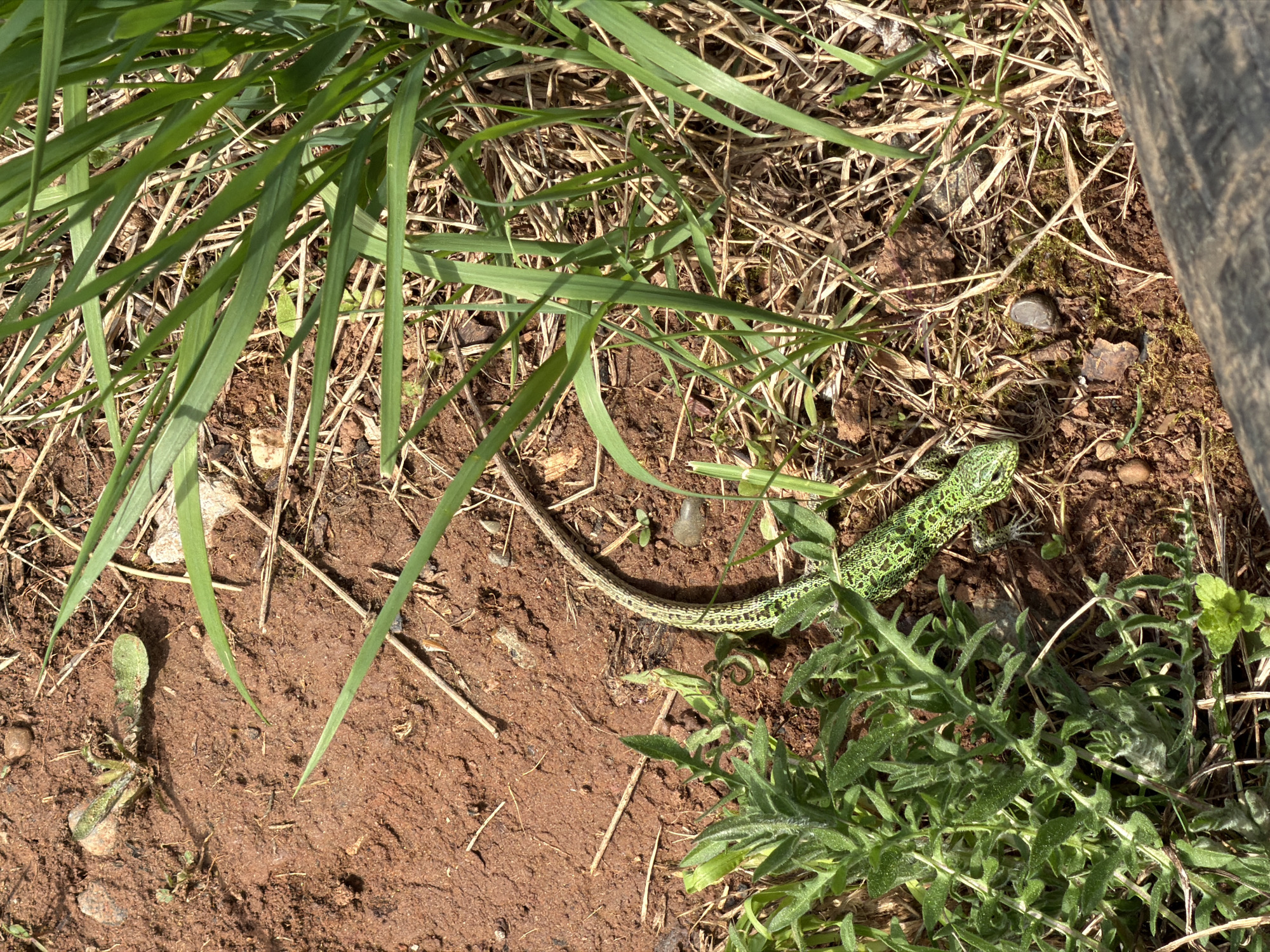 The image depicts a small, green lizard with black markings on a patch of dry earth and vegetation. The lizard is positioned near the bottom right corner of the image, partly obscured by green, leafy plants. The surrounding environment consists of reddish-brown soil, interspersed with dry grass, green grass, and small, unidentified plants. A vertical wooden object is visible on the right edge of the frame. The location is assumed to be Прикамский, Russia based on the request.