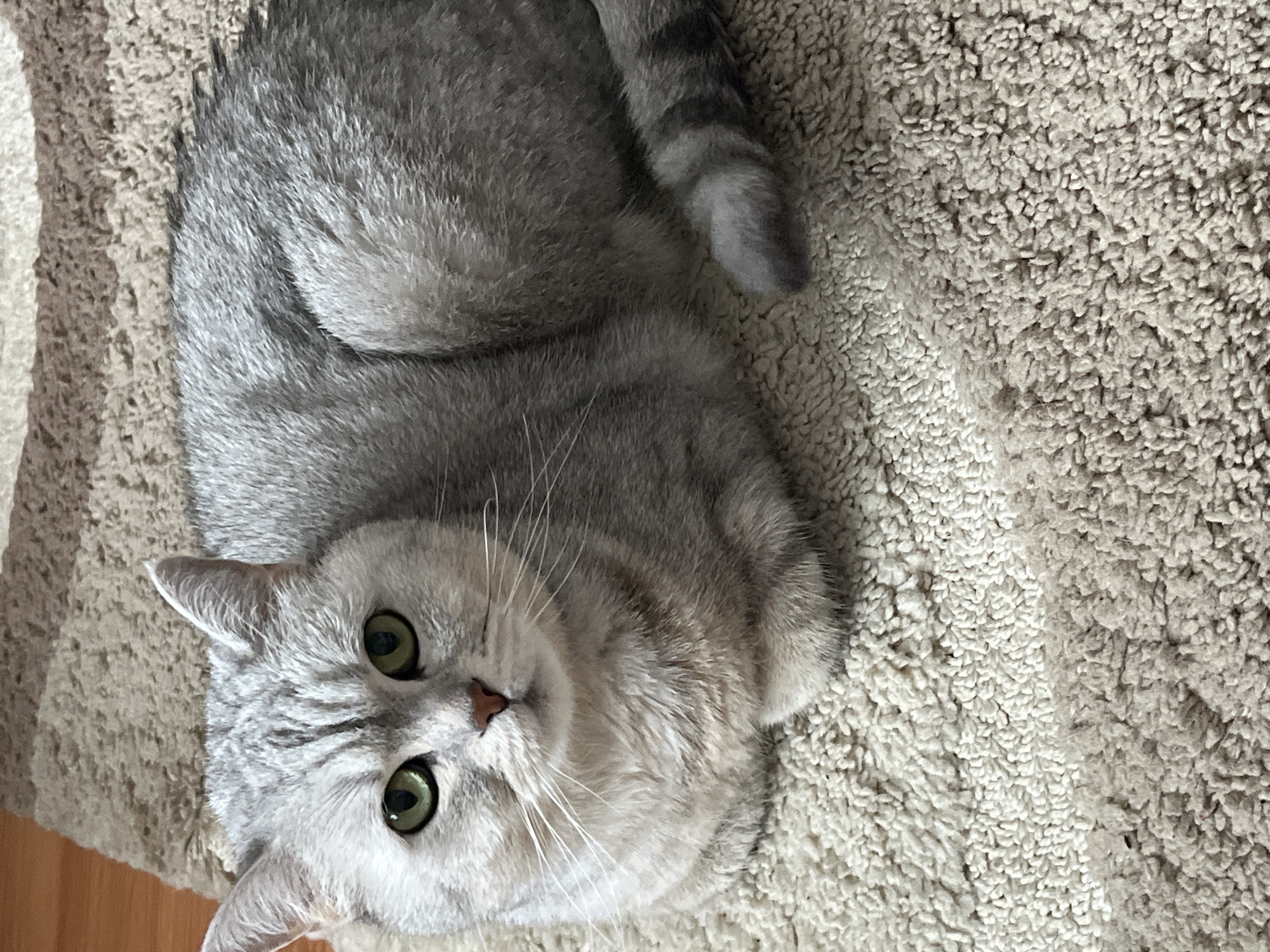 A silver tabby cat with green eyes lies on a beige carpet with a striped pattern. The cat is curled up, facing the camera. Part of a wooden floor is visible in the lower left corner of the image. The location cannot be determined from the image.