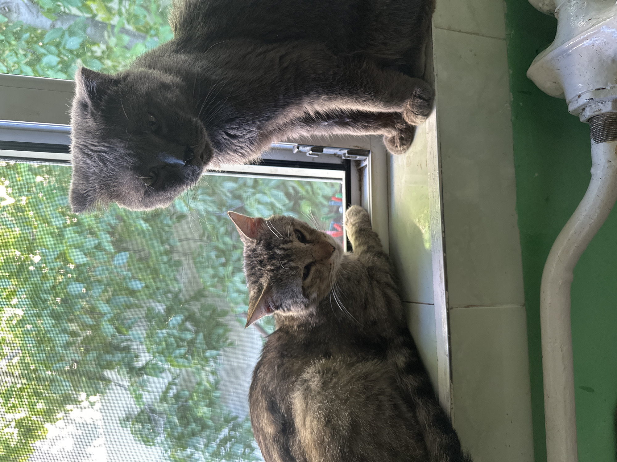 Two domestic cats are positioned on a windowsill, viewed from a slightly low angle. The cat on the left is a tabby, lying down with its head turned towards the viewer, its eyes partially closed. Its fur displays a mix of brown, black, and gray markings. To the right, a larger, solid gray cat is sitting upright, facing forward and slightly down. Its ears are folded back, and its expression is somewhat stern. The windowsill appears to be made of tiled material with a white trim. Behind the cats, a window with a screen is visible, through which green foliage and sunlight are seen, suggesting an outdoor environment with trees. Below the windowsill, a green painted wall and a portion of a white pipe or radiator are present. The scene is lit by natural light, casting shadows on the cats and the windowsill. The overall impression is of a quiet, indoor domestic setting with a view of nature. The image does not contain any specific landmarks or elements that would identify it as being in Comrat, Moldova.