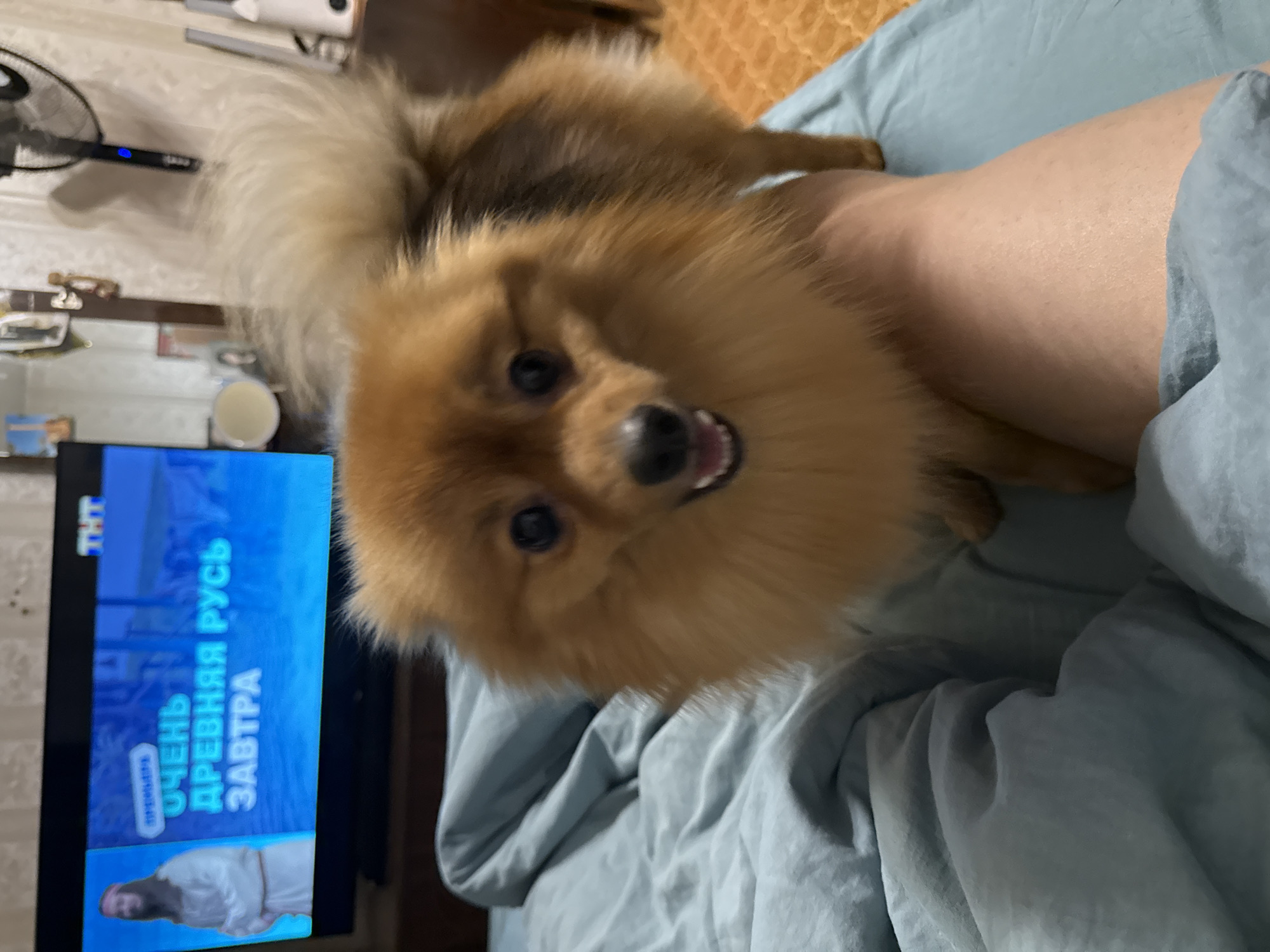 A fluffy, light brown Pomeranian dog is looking forward, positioned in the foreground of the image, on a bed covered with light blue bedding. The dog's mouth is slightly open, and its tongue is visible. To the right of the dog, a human arm is visible, partially obscured by the dog and the bedding. In the background, a television screen displays a program with Russian text that reads "ОЧЕНЬ ДРЕВНЯЯ РУСЬ ЗАВТРА" (Very Ancient Rus' Tomorrow) and a logo for the TNT channel. The setting appears to be an indoor domestic environment, possibly a bedroom, with a fan visible on the wall behind the television. The specific location in Khimki, Russia cannot be determined from the image alone.